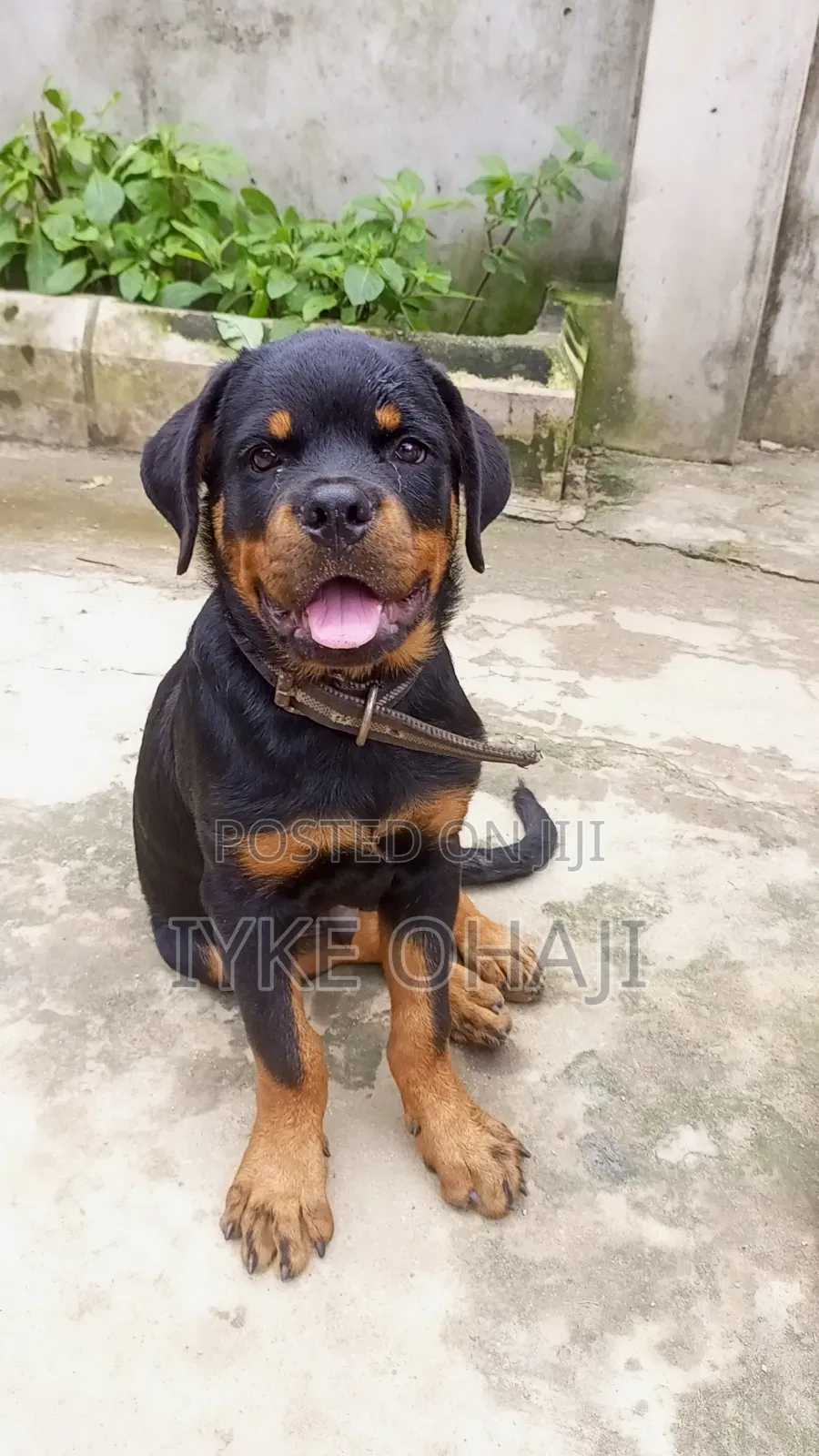 3-6 months Male Purebred Rottweiler