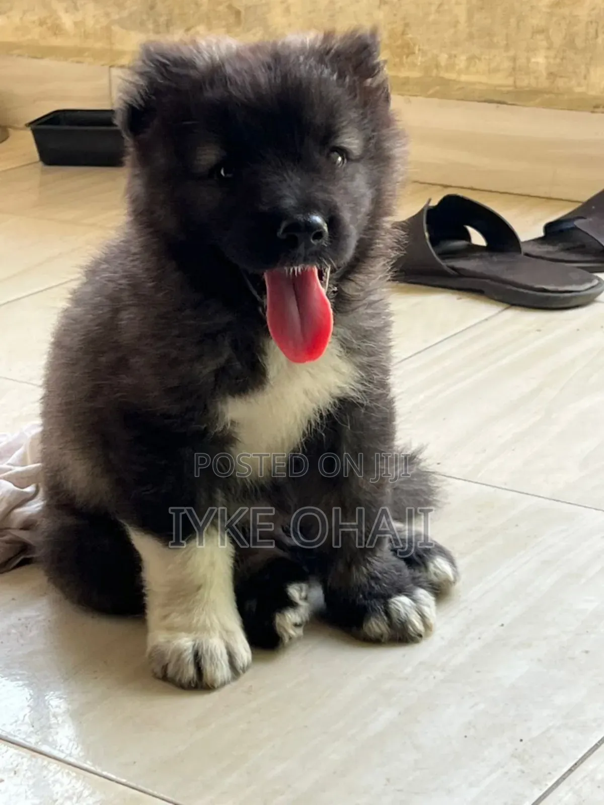 1-3 months Male Purebred Caucasian Shepherd
