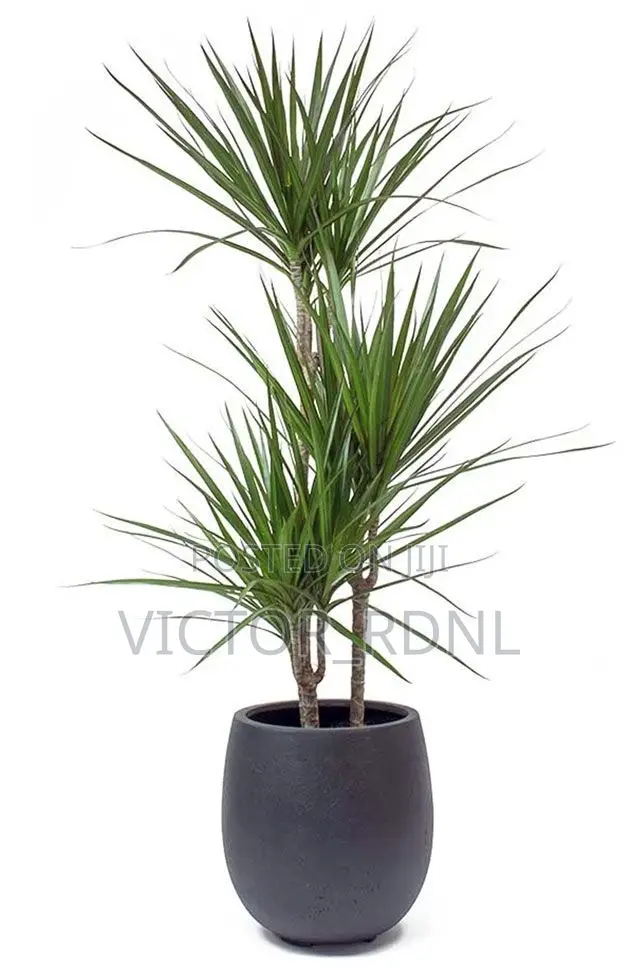 Bamboo Palm Flower Pot Design
