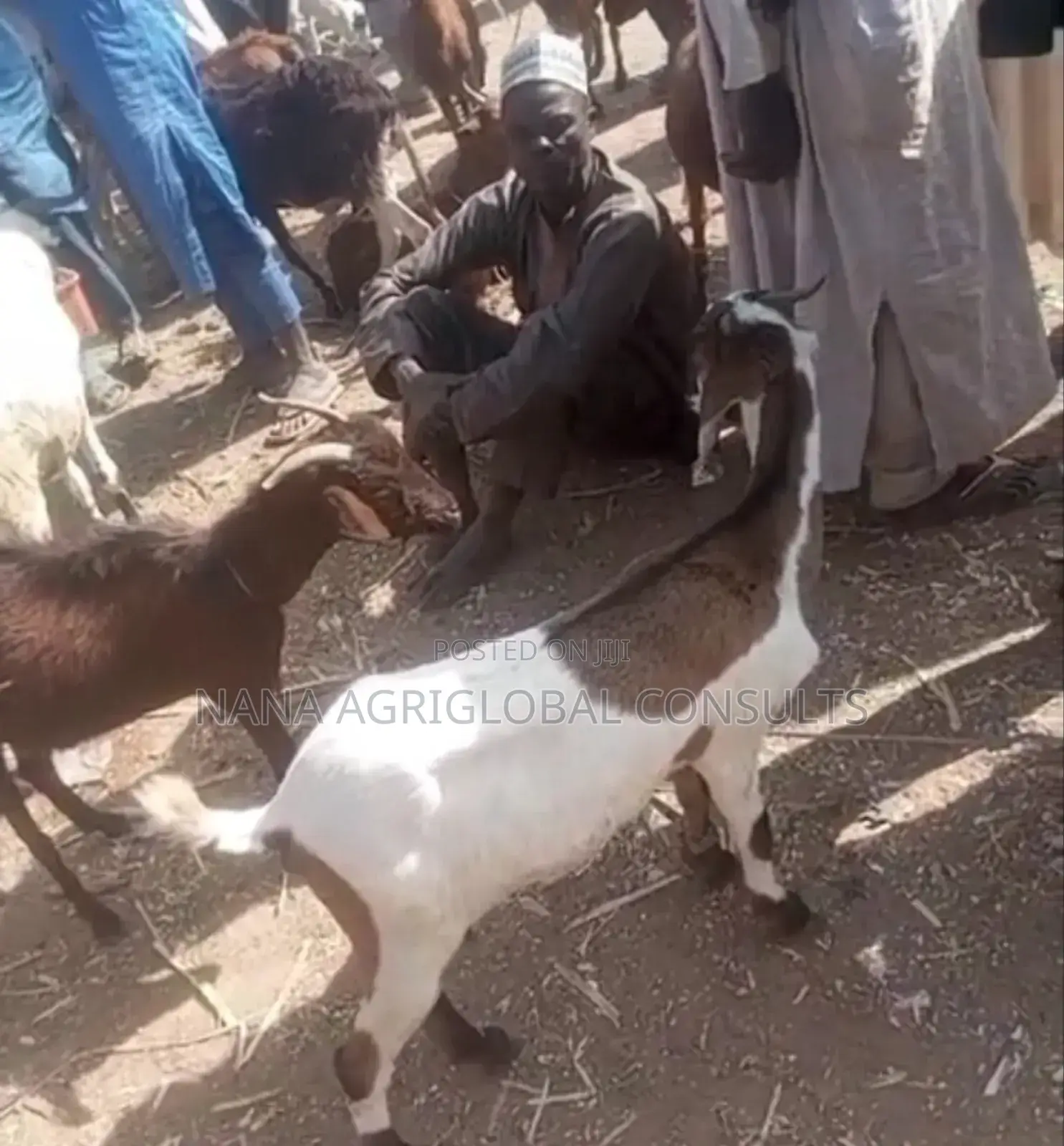 Sahelian Goat Sahel