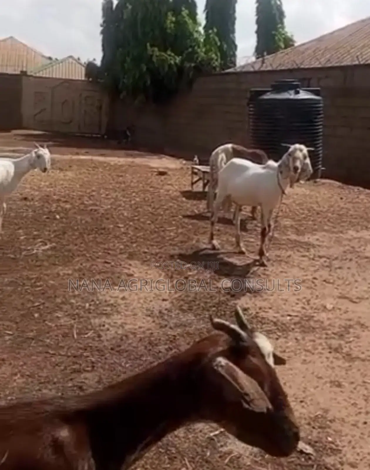 Sahelian Goat Sahel