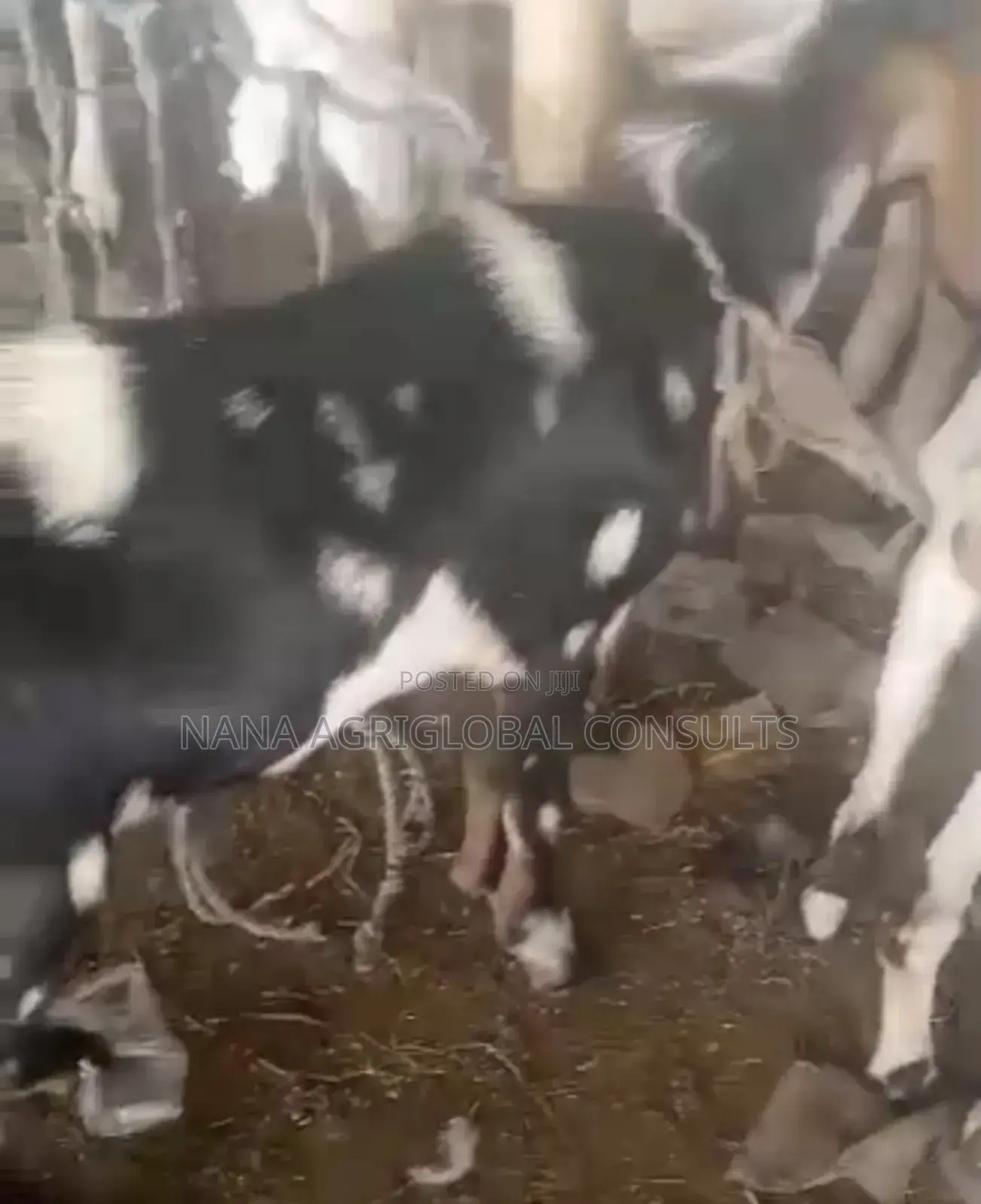 Sahelian Goat Sahel