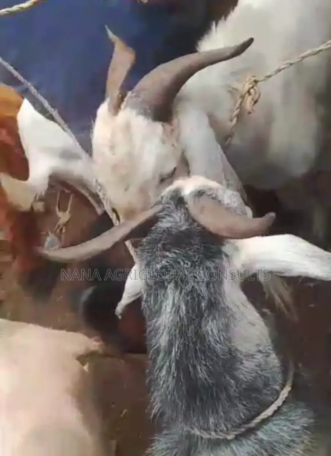 Sahelian Goat Sahel