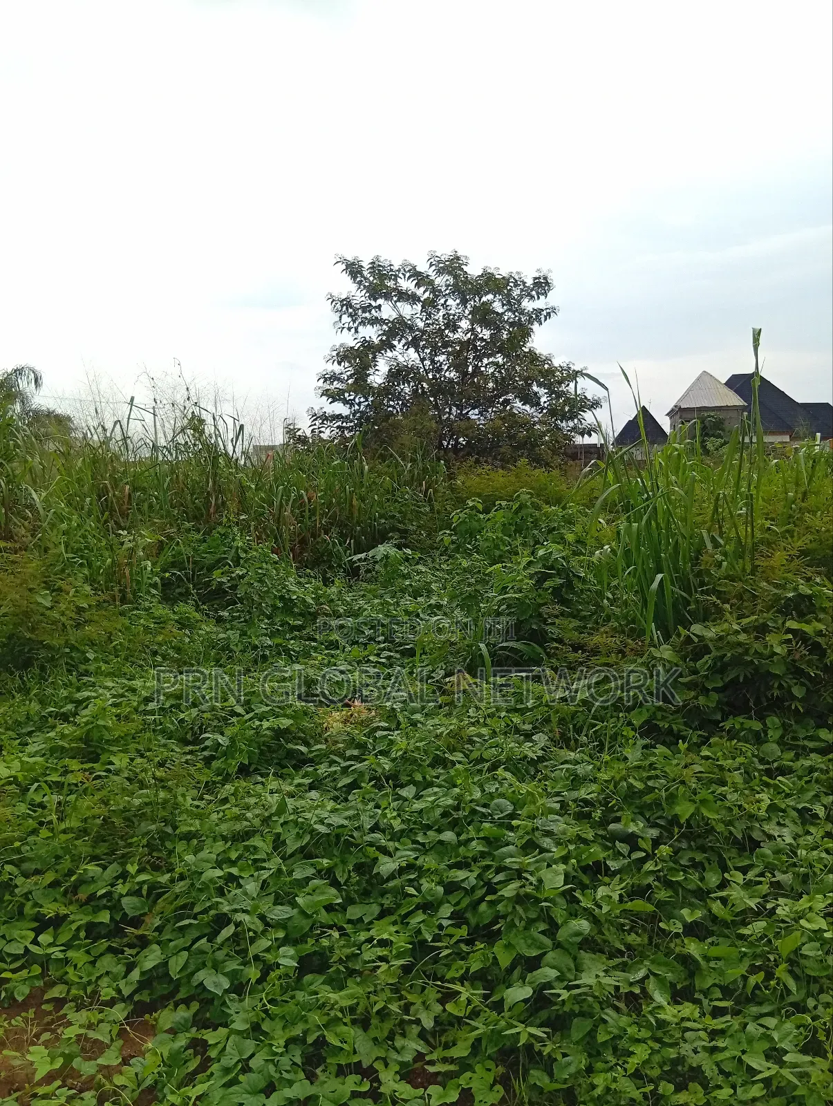 More Than 2 Plots of Land Waiting for a Buyer