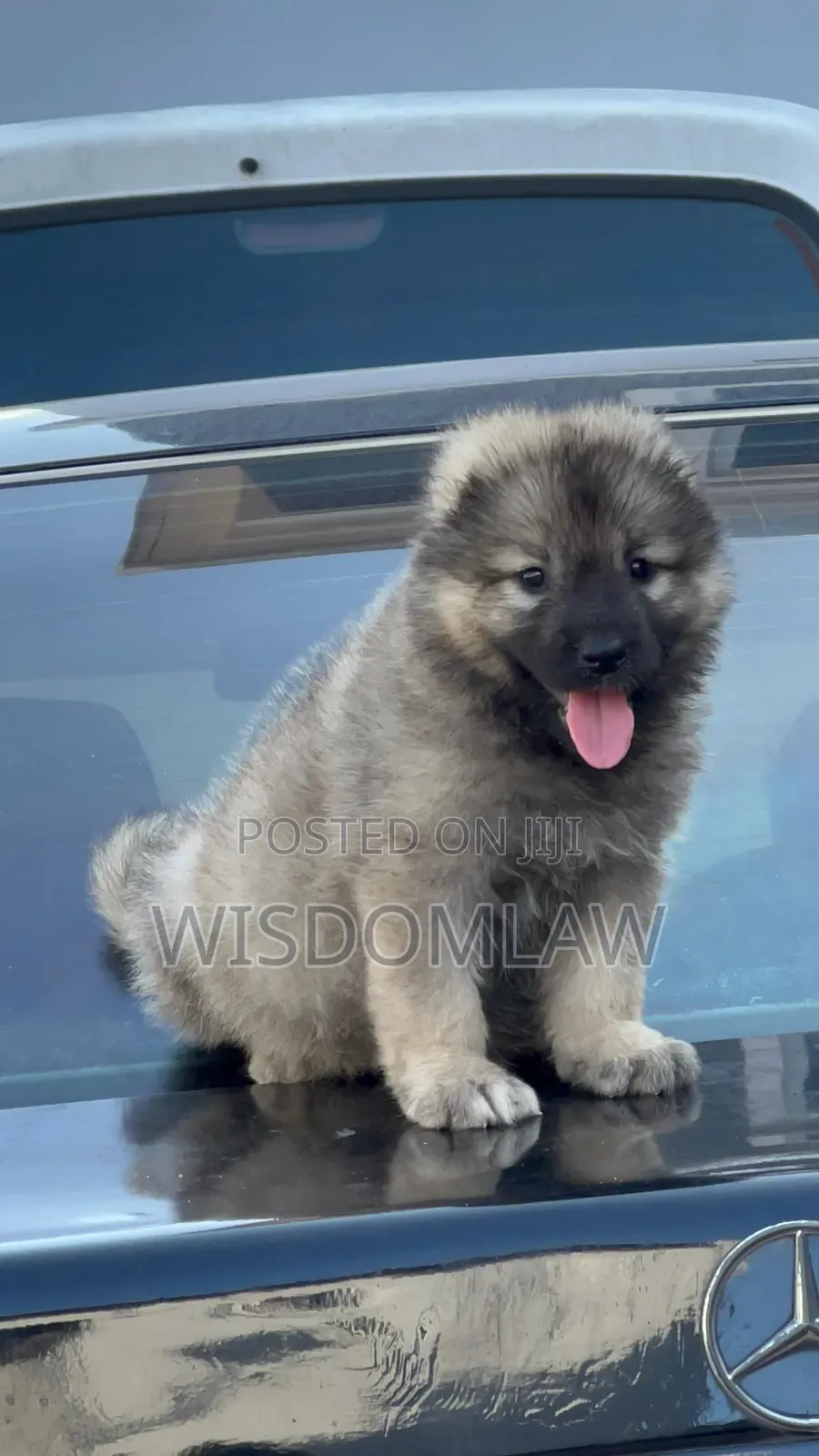 1-3 months Male Purebred Caucasian Shepherd