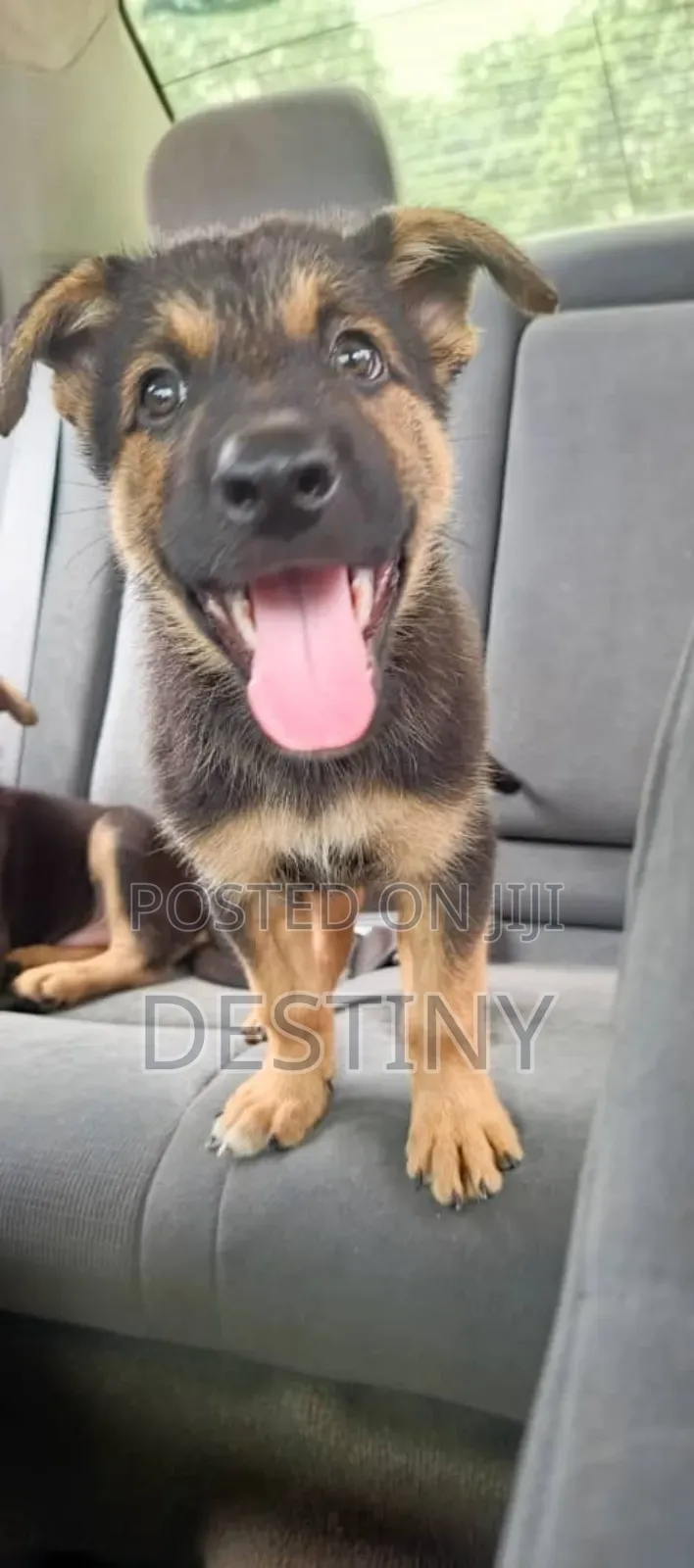 1-3 months Male Purebred German Shepherd