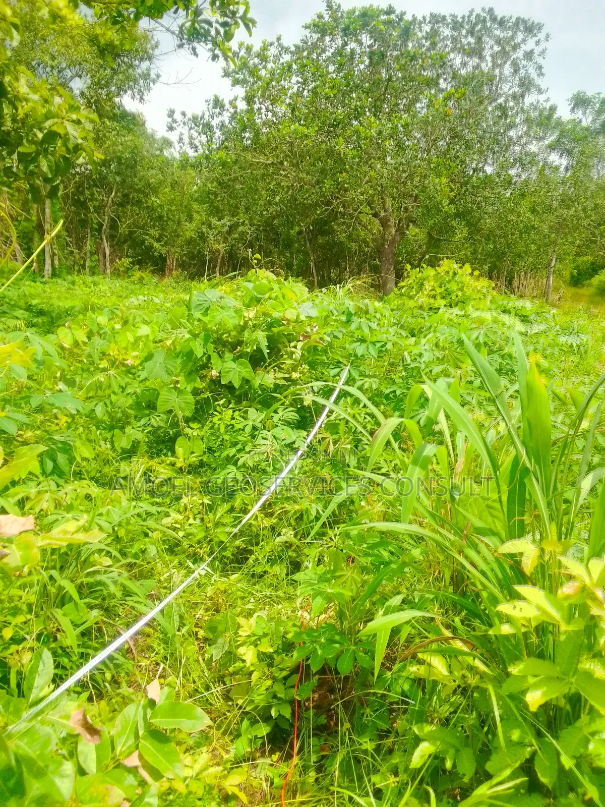 Geophysical Survey for Borehole