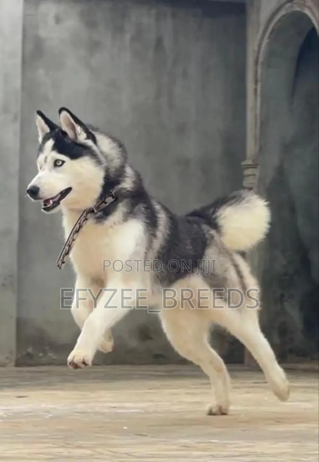 1+ year Female Purebred Siberian Husky