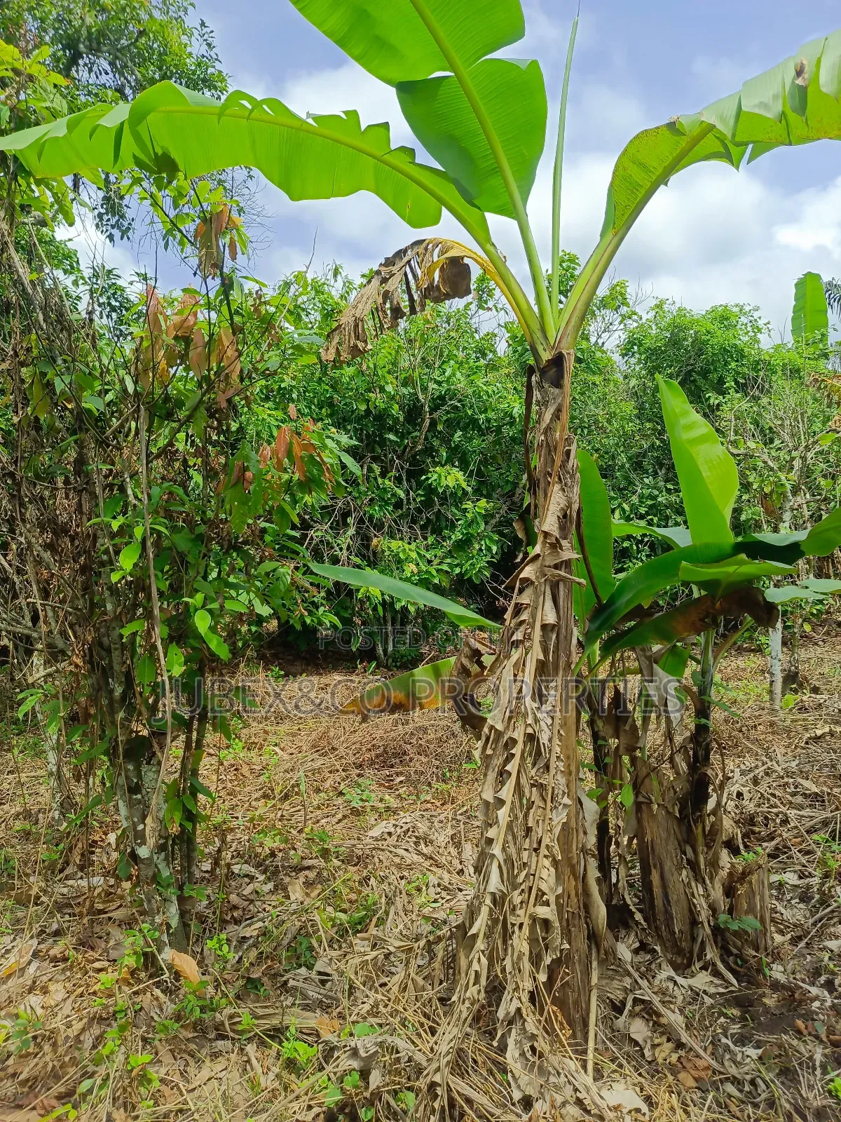 4 Acres Farm Land at Elelubo Abeokuta