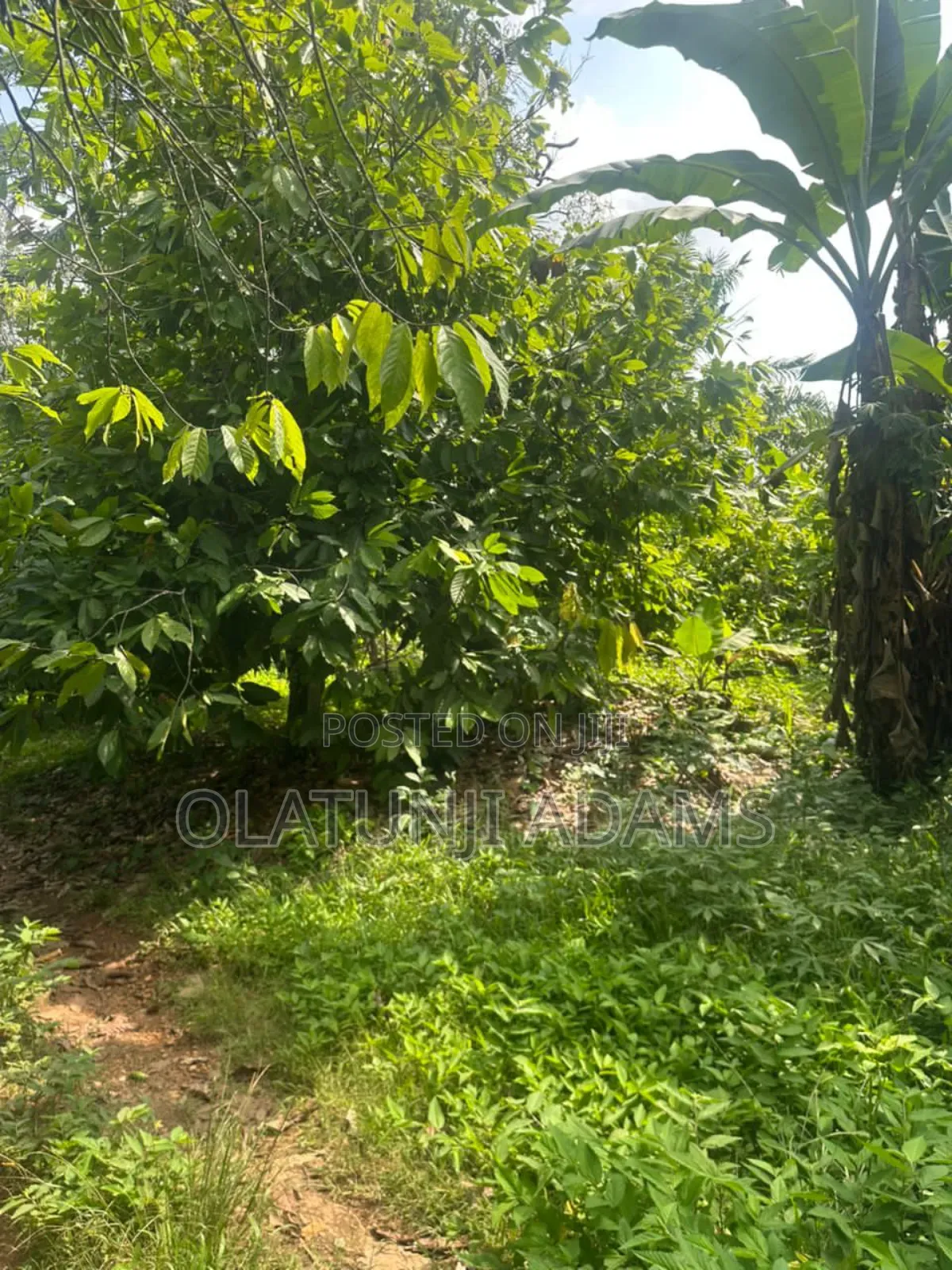 8000acres of Cocoa Trees, Palm Trees Etc