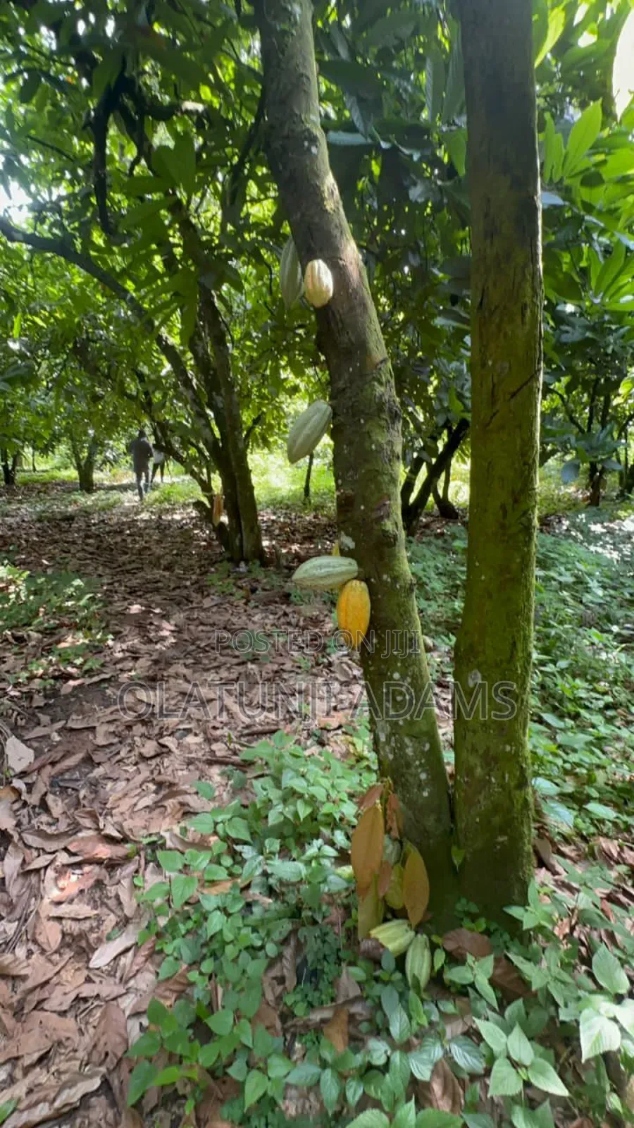 8000acres of Cocoa Trees, Palm Trees Etc