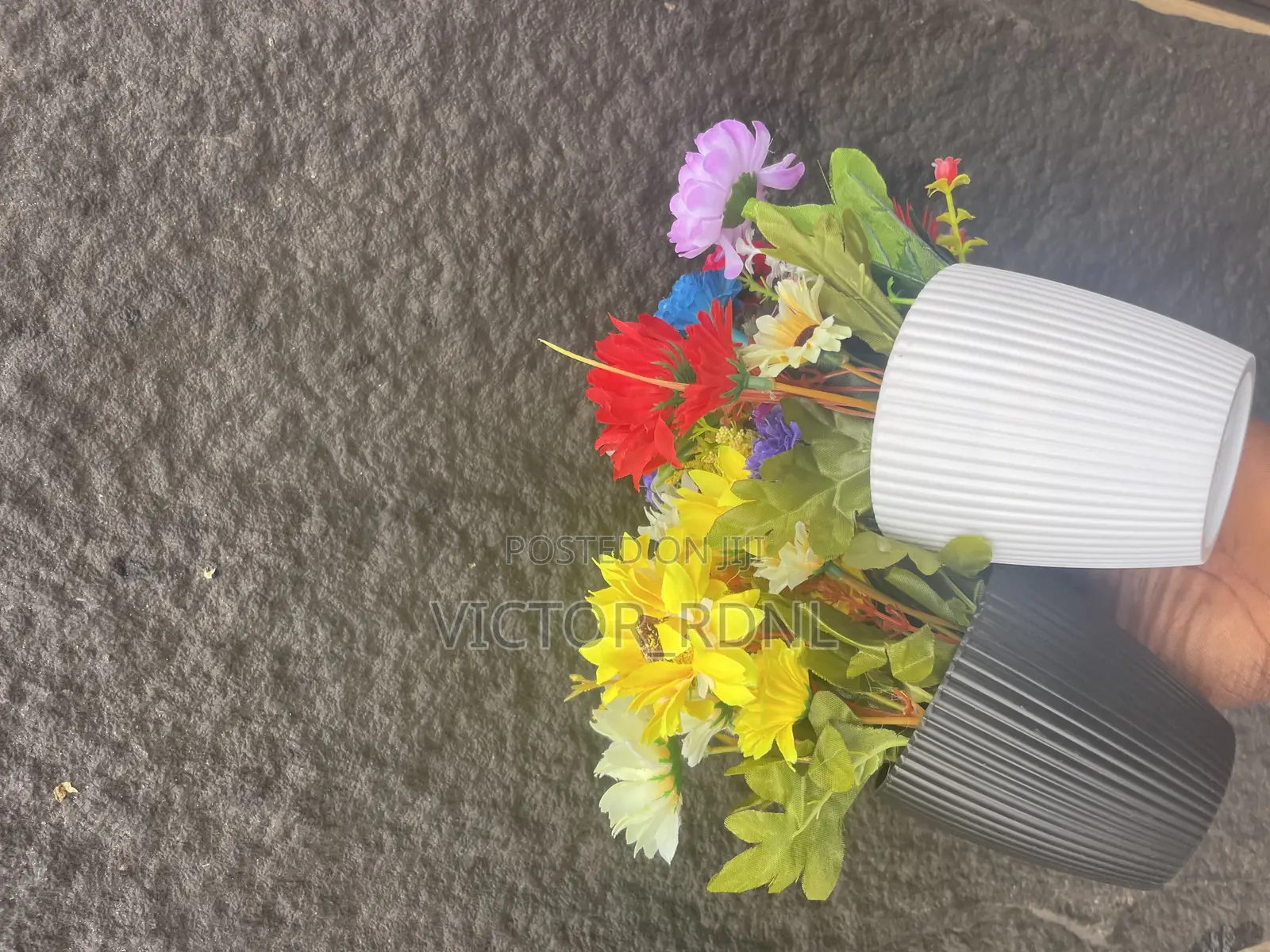 High Quality Cup Flower Plant