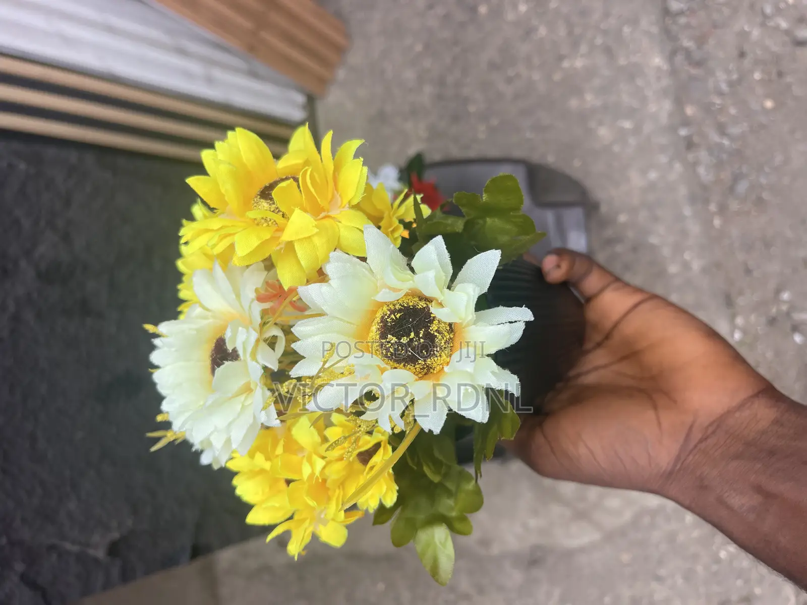 High Quality Cup Flower Plant