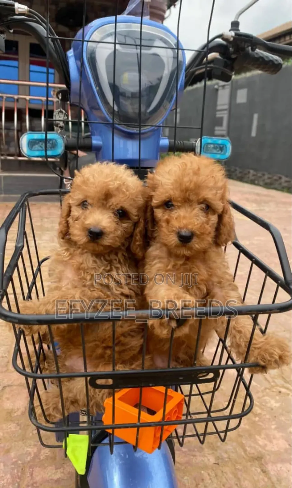 1-3 months Male Purebred Poodle