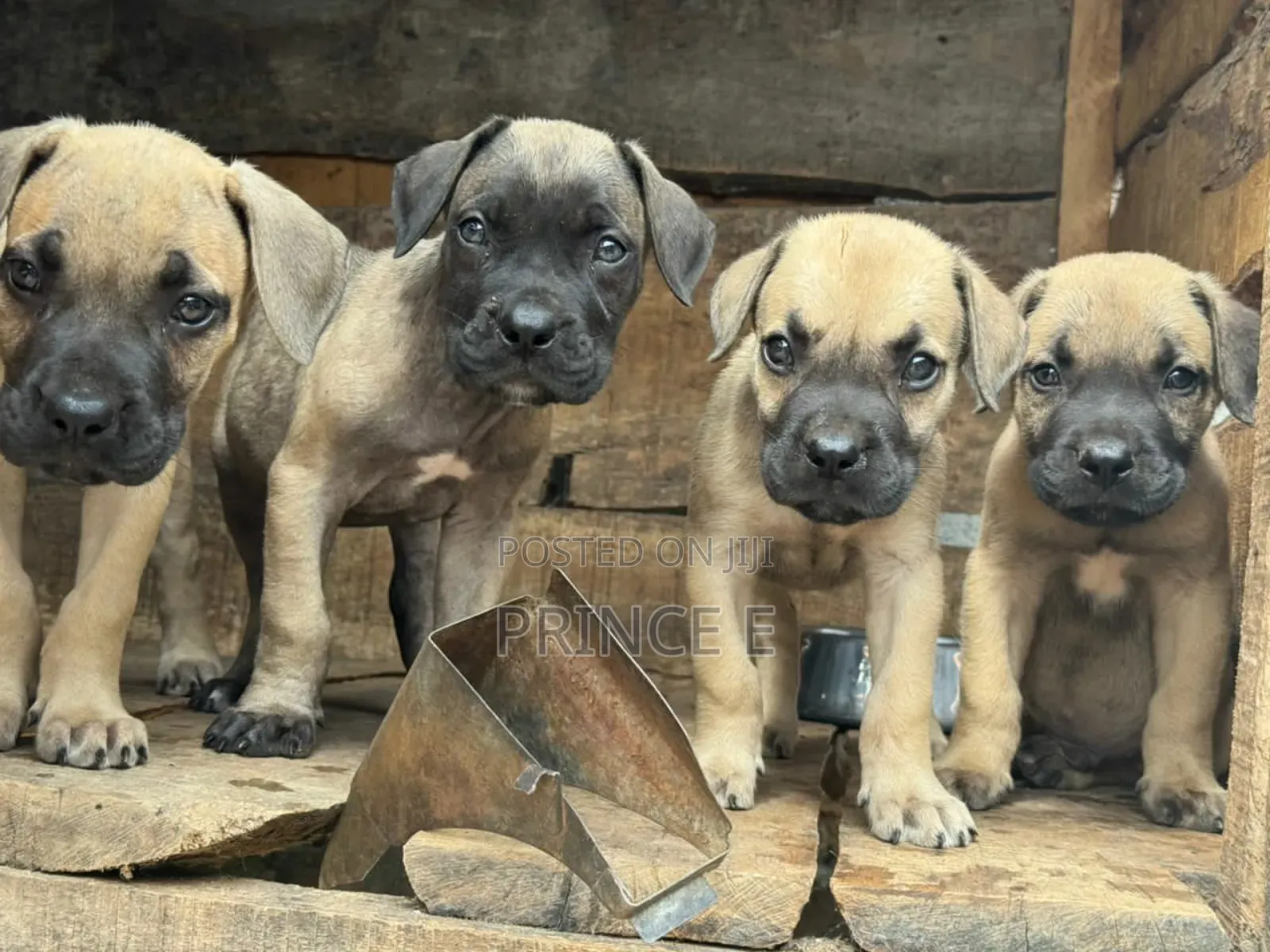 1-3 months Male Purebred Boerboel