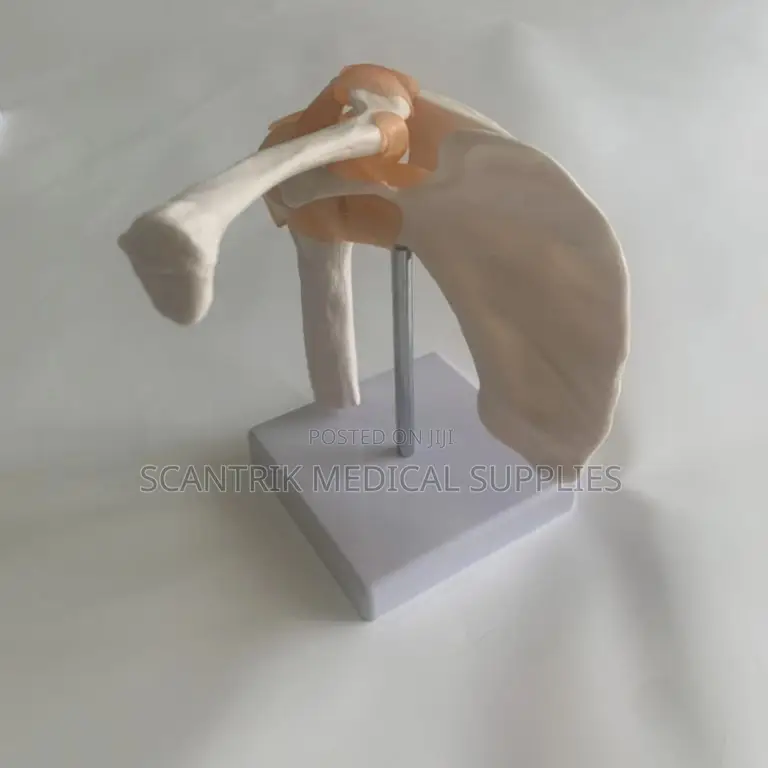 Anatomical Elbow Joint With Ligaments