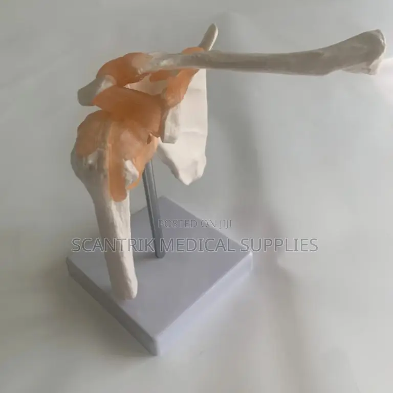 Life-Size Elbow Ligament Model for Medical Training