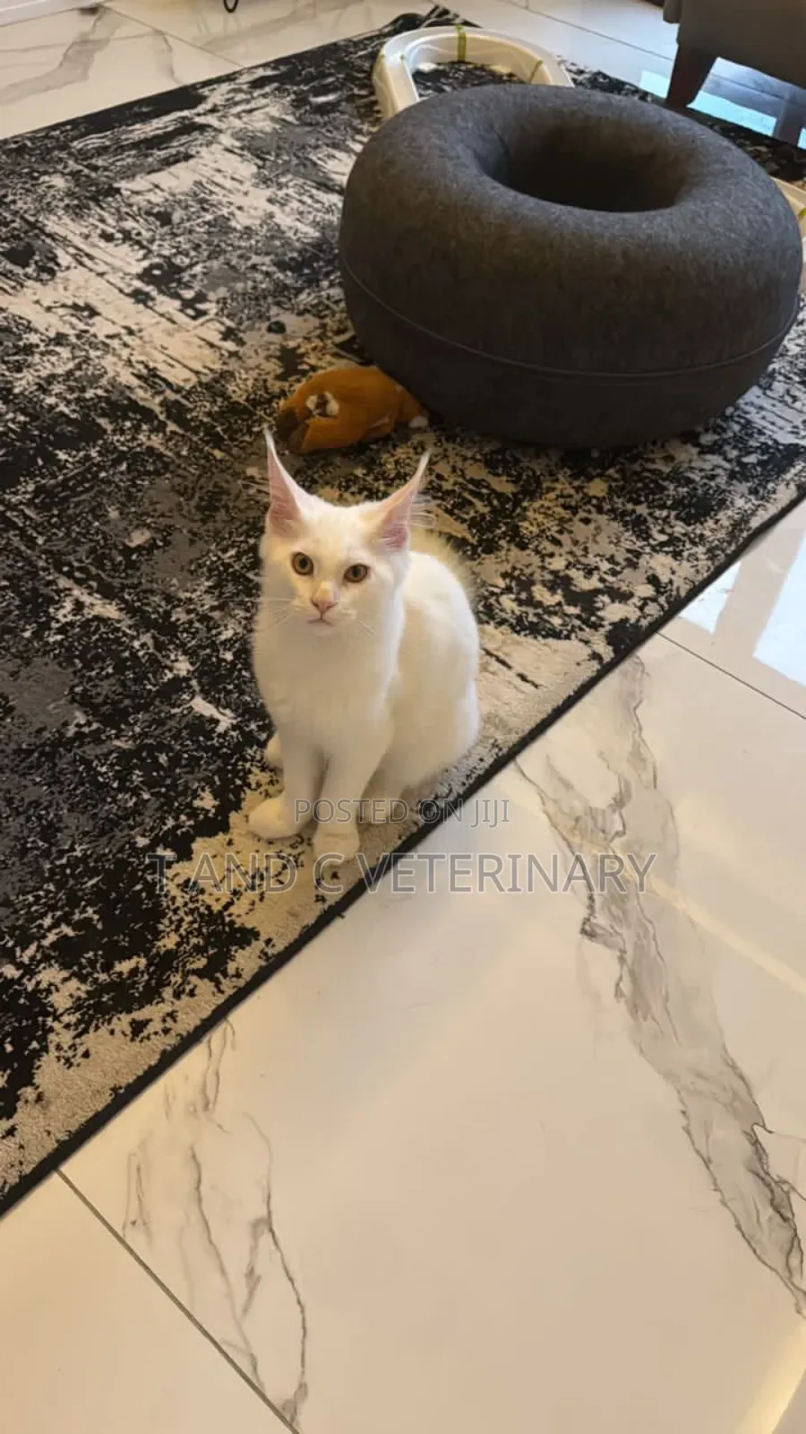 3-6 months Male Purebred Maine Coon