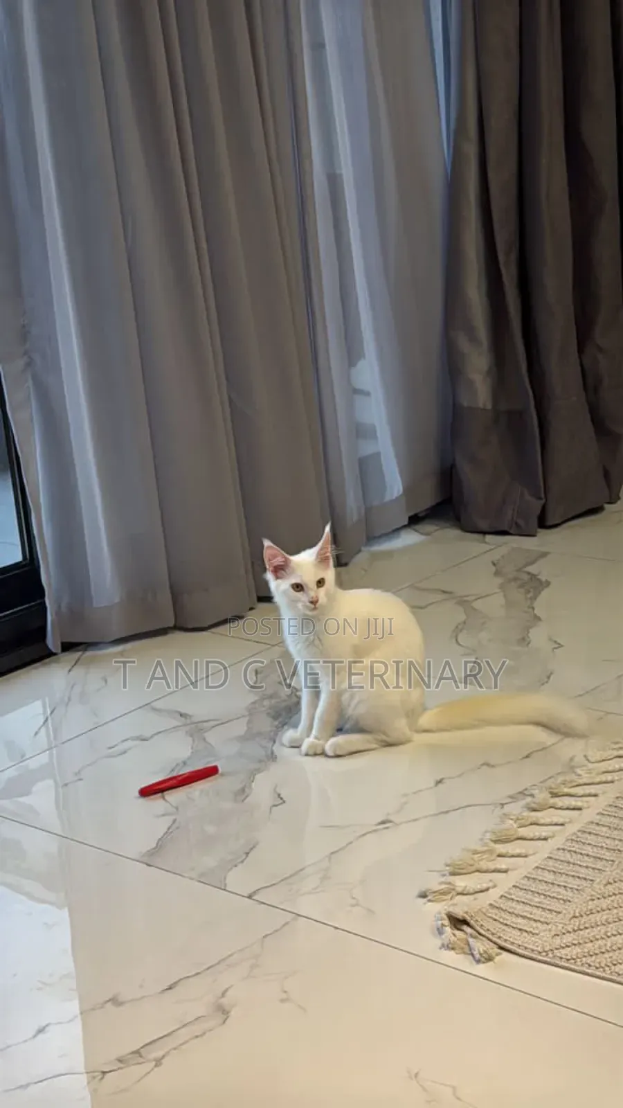 3-6 months Male Purebred Maine Coon
