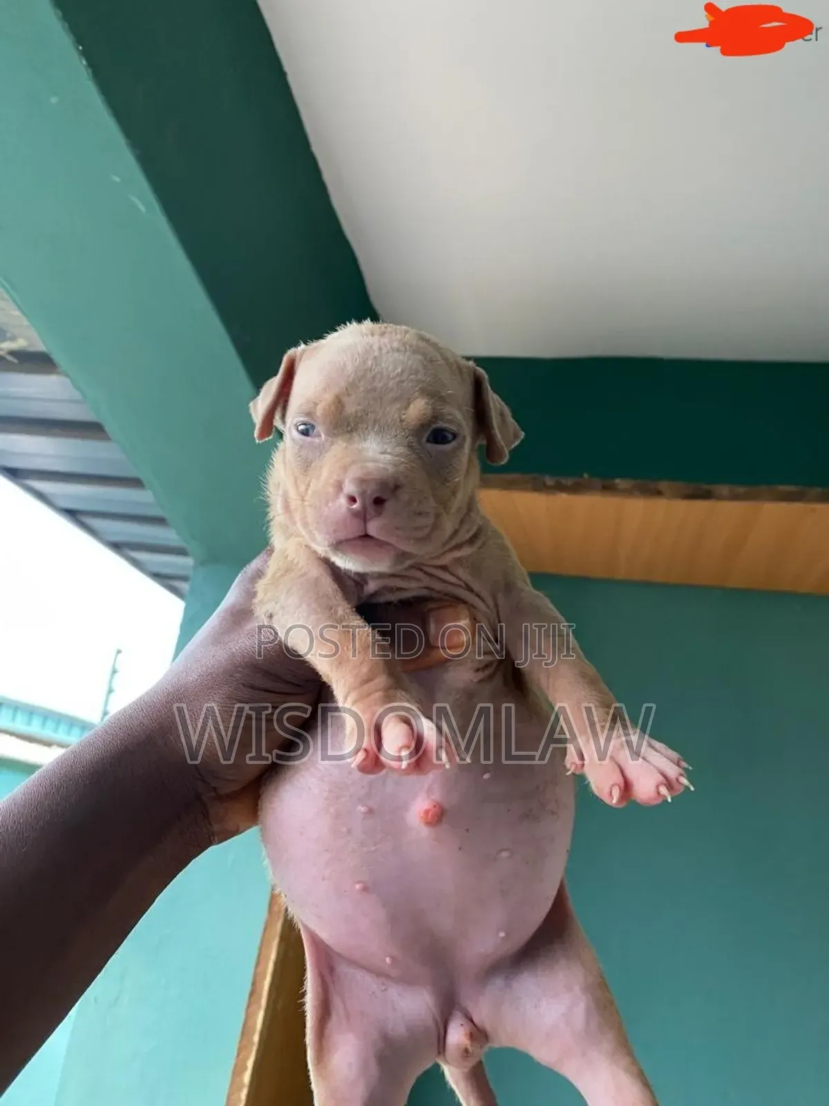 1-3 months Female Purebred American Bully