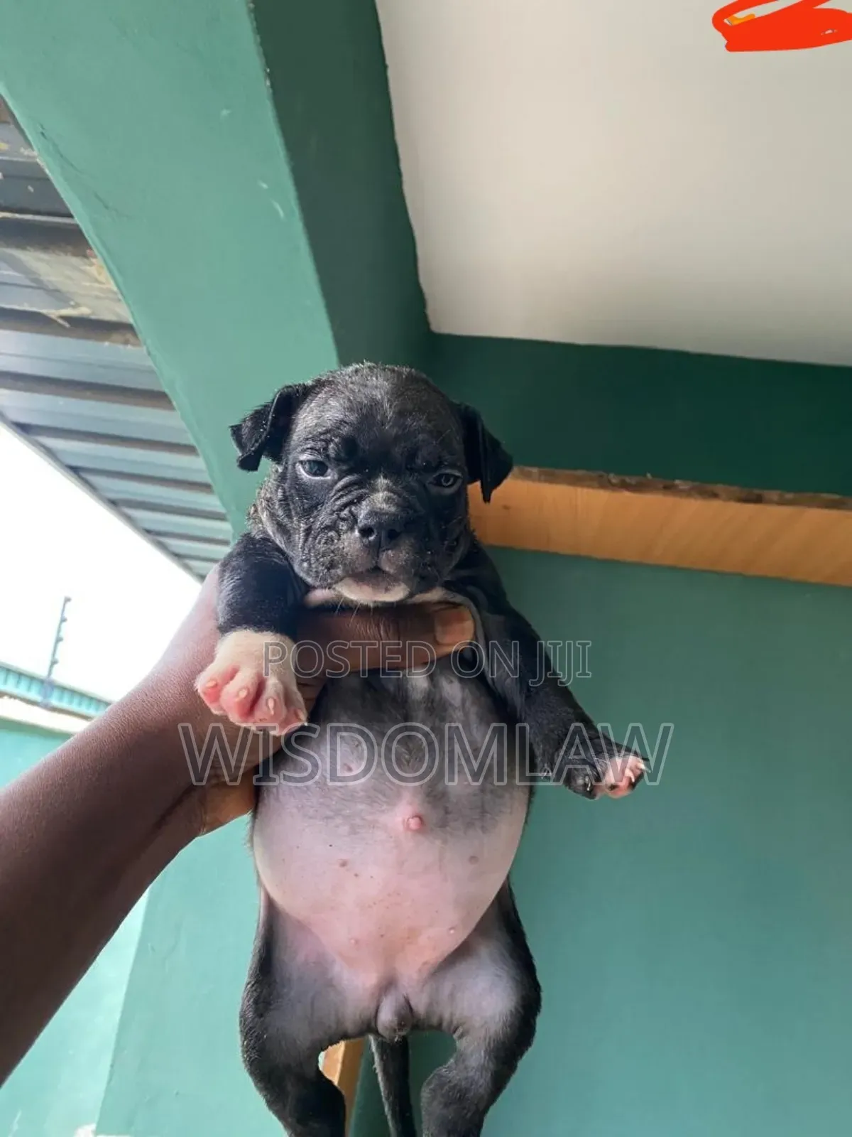 1-3 months Female Purebred American Bully