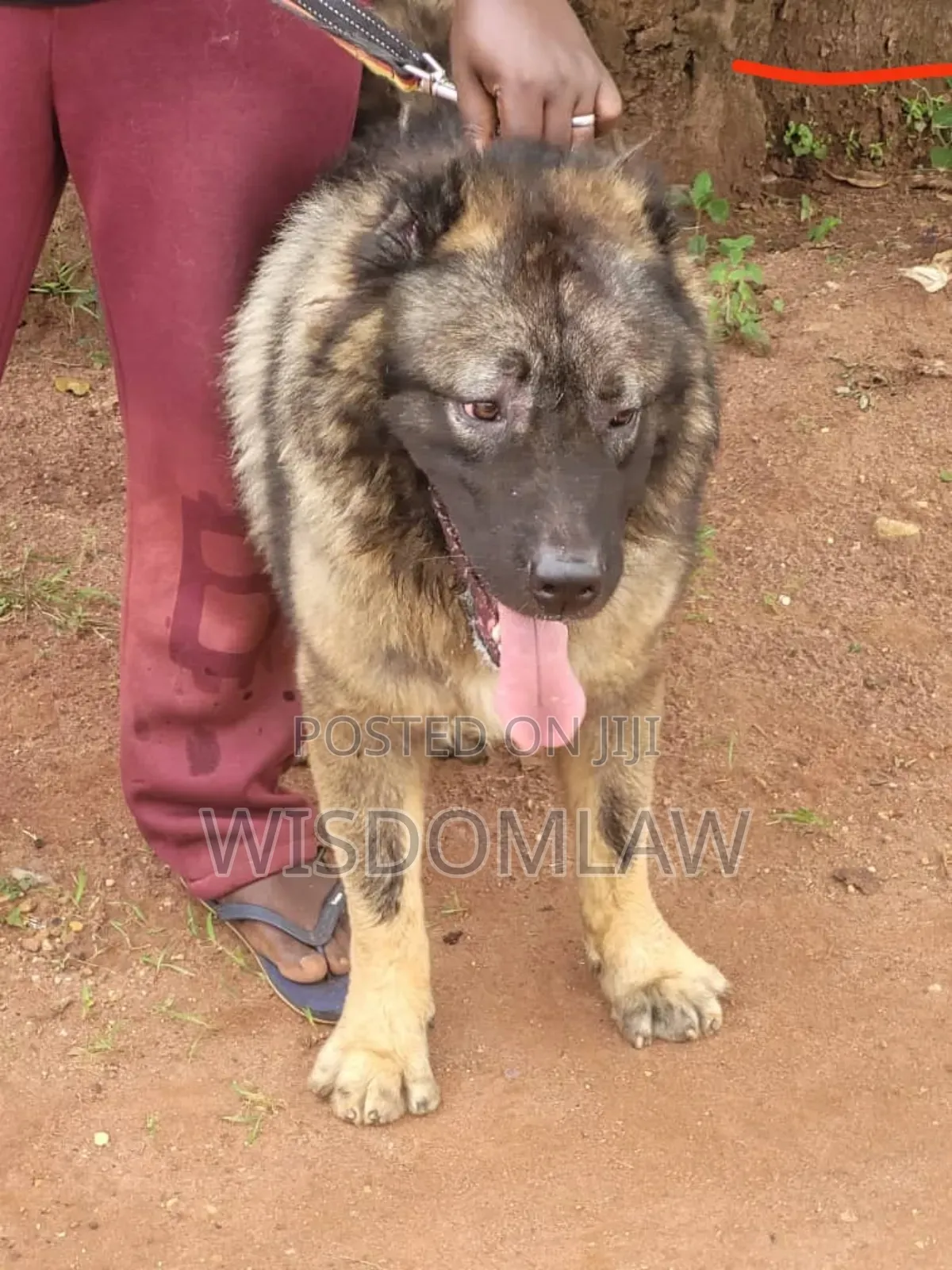 1+ year Male Purebred Caucasian Shepherd