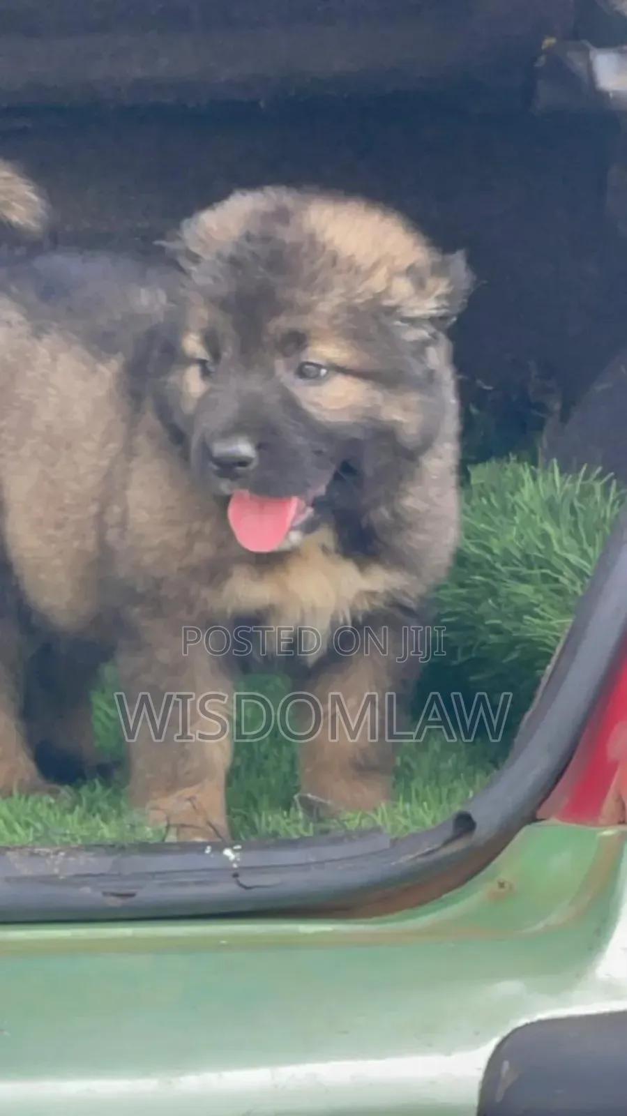 1-3 months Female Purebred Caucasian Shepherd