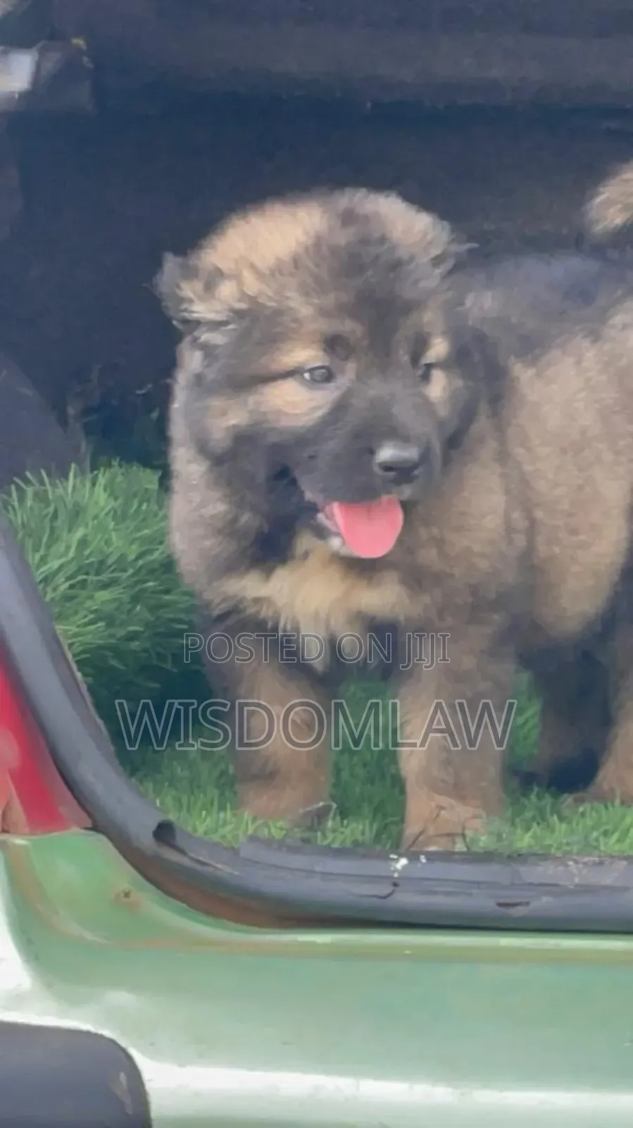 1-3 months Female Purebred Caucasian Shepherd