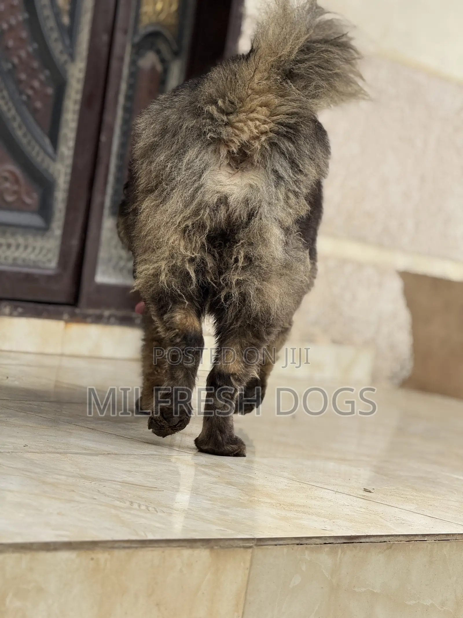1+ year Female Purebred Caucasian Shepherd