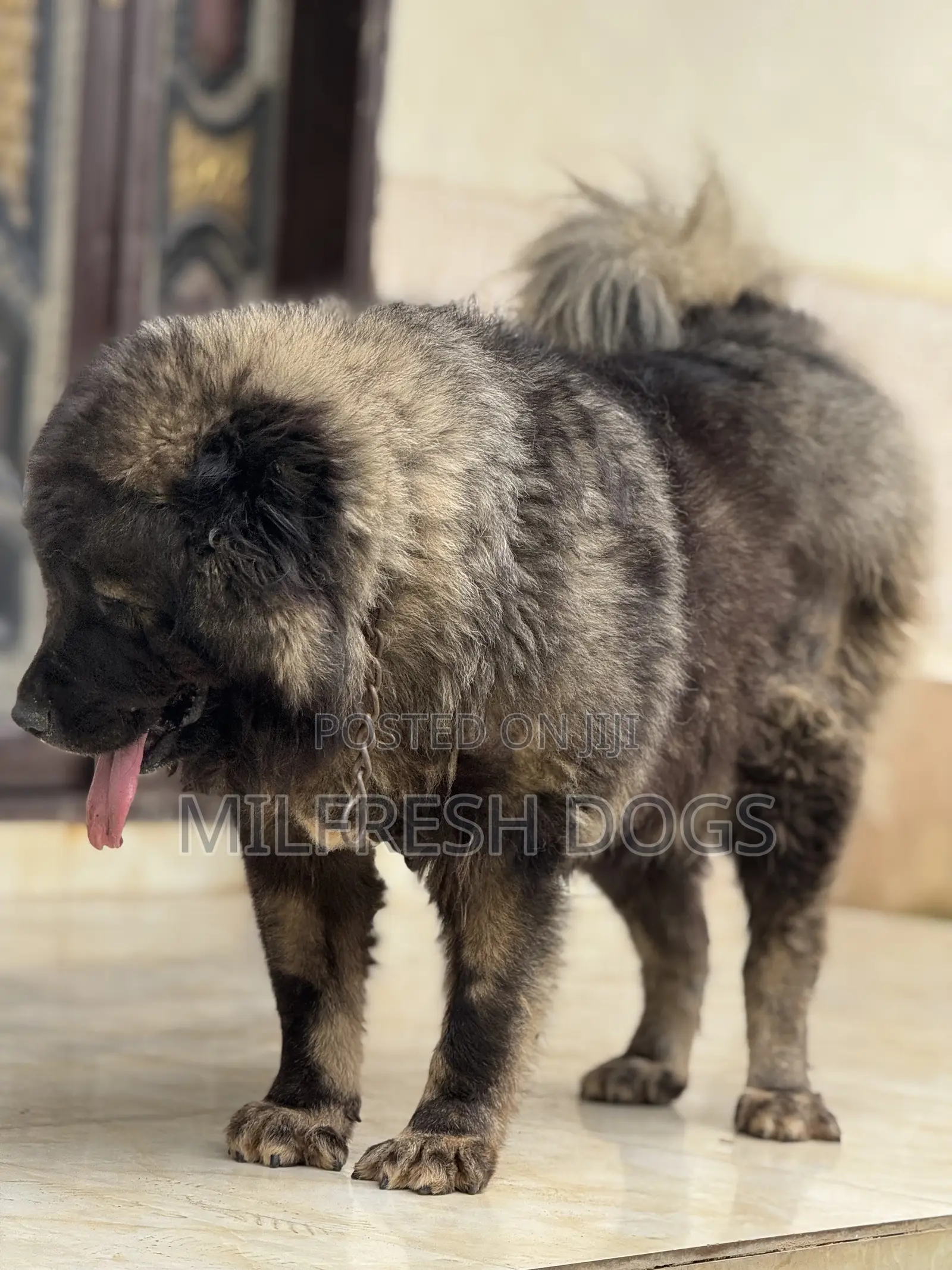 1+ year Female Purebred Caucasian Shepherd