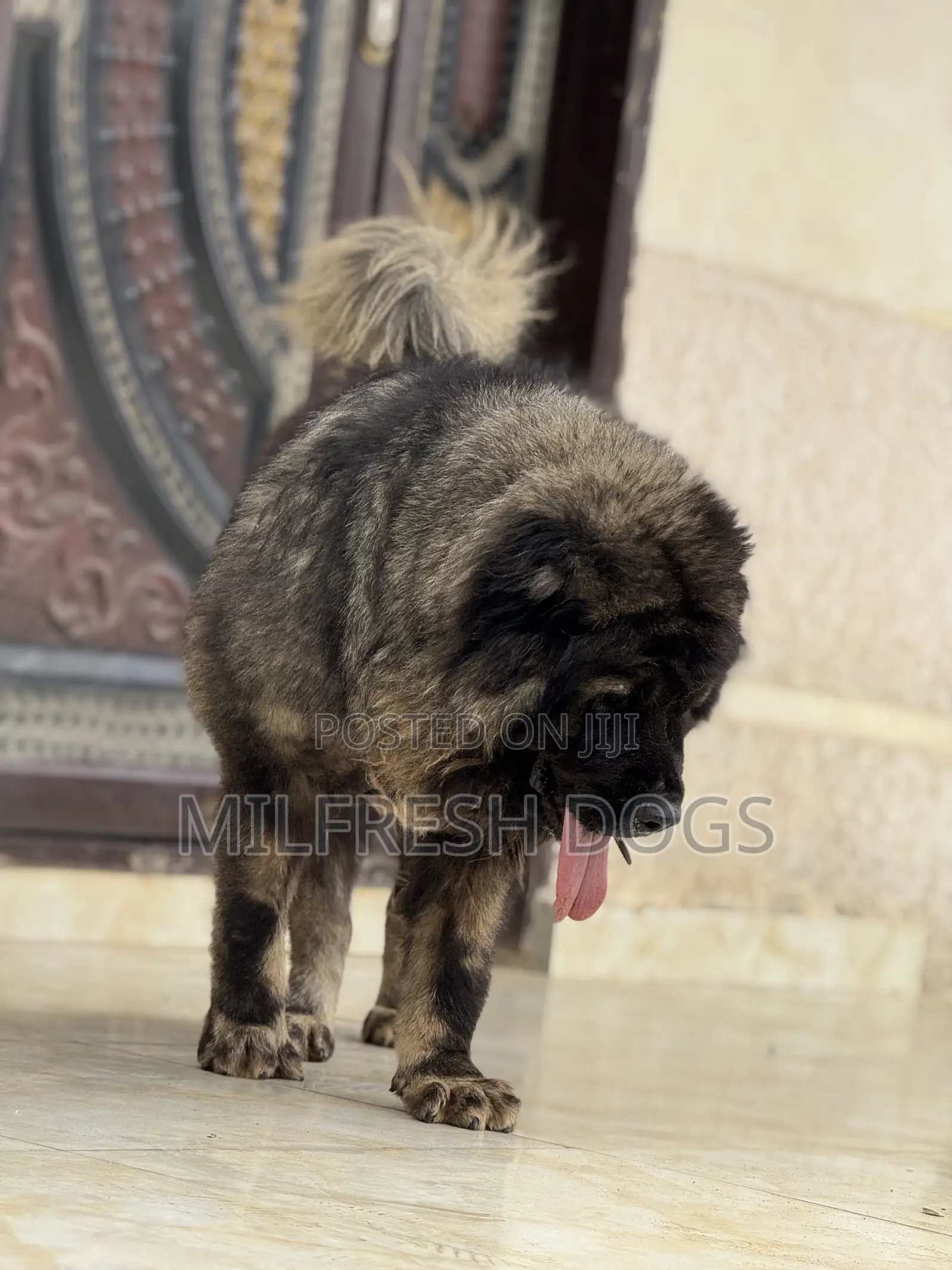 1+ year Female Purebred Caucasian Shepherd