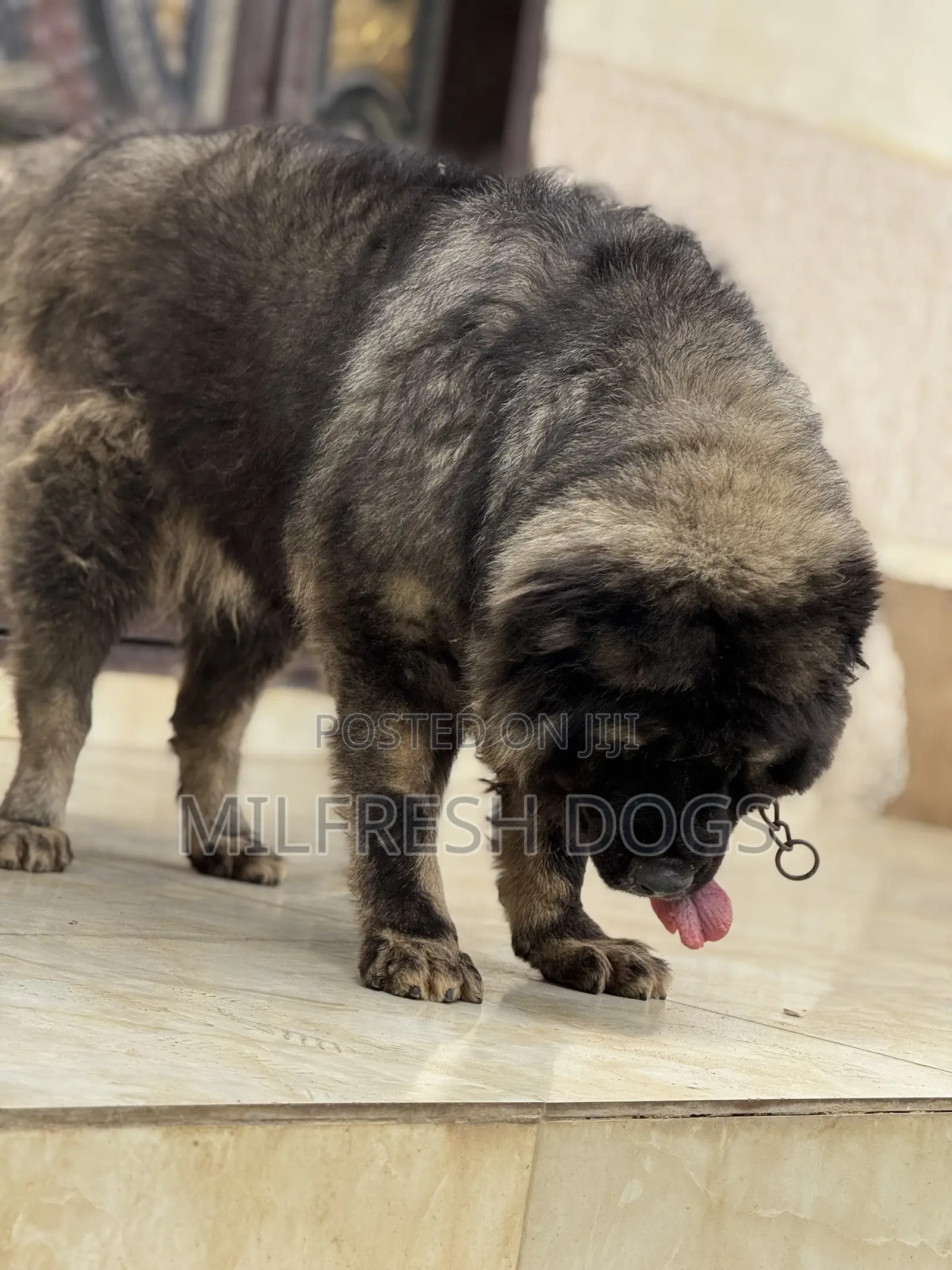 1+ year Female Purebred Caucasian Shepherd