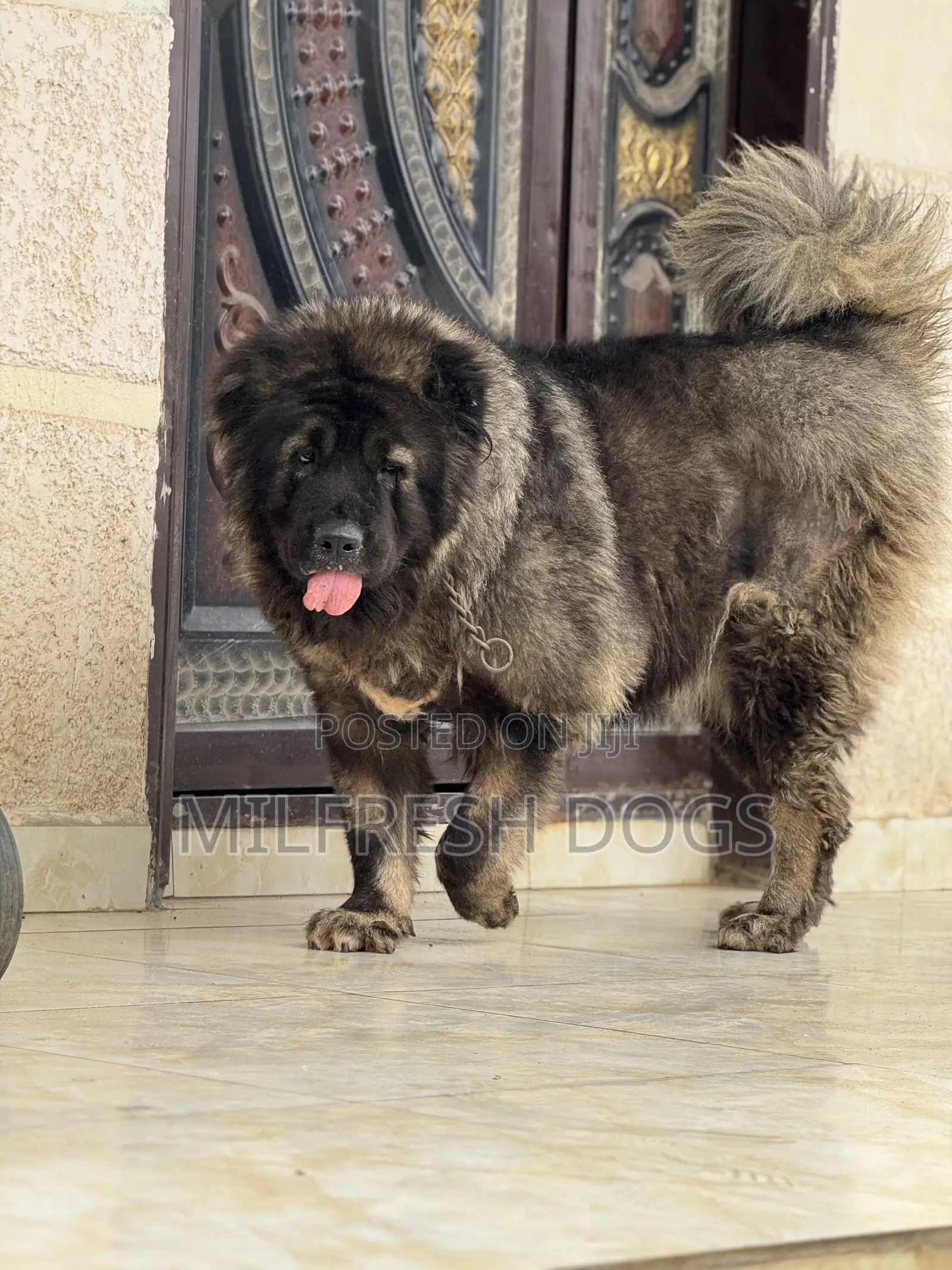 1+ year Female Purebred Caucasian Shepherd