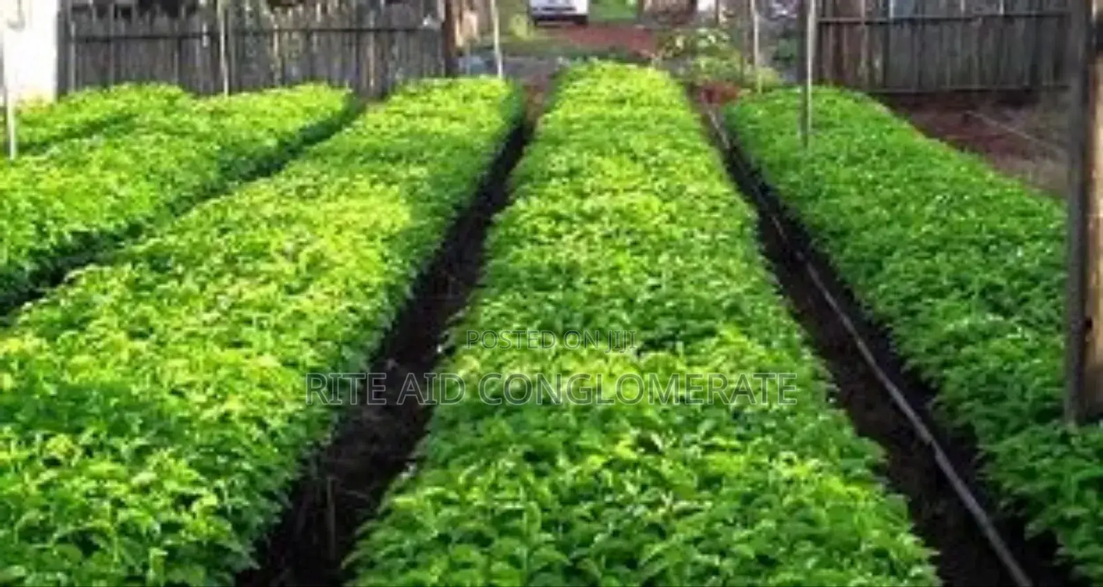 Crin Coffee Seedlings