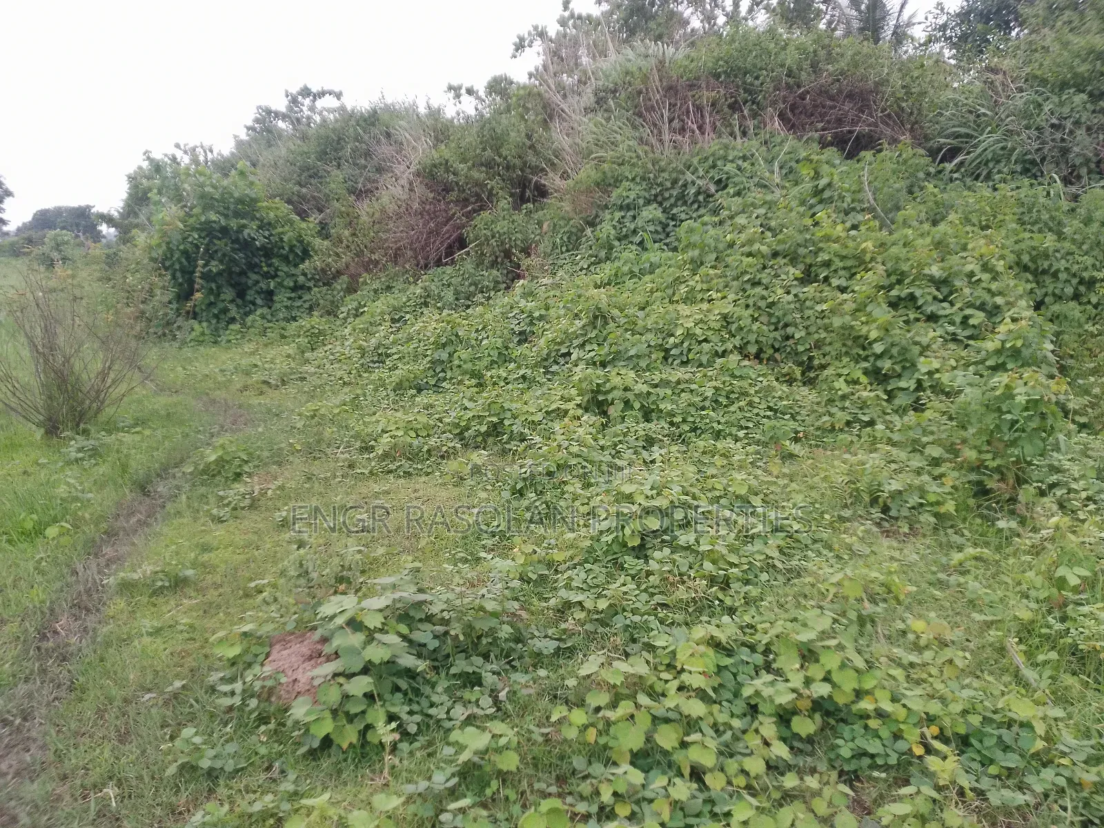 For Sale Swampy Land Beside River