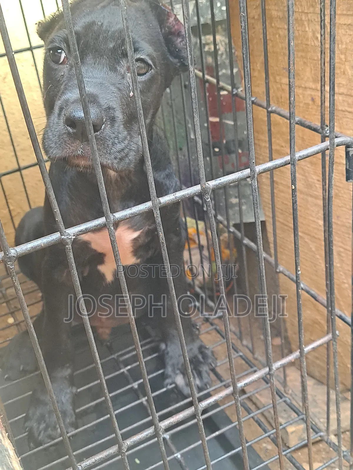3-6 months Male Purebred Cane Corso