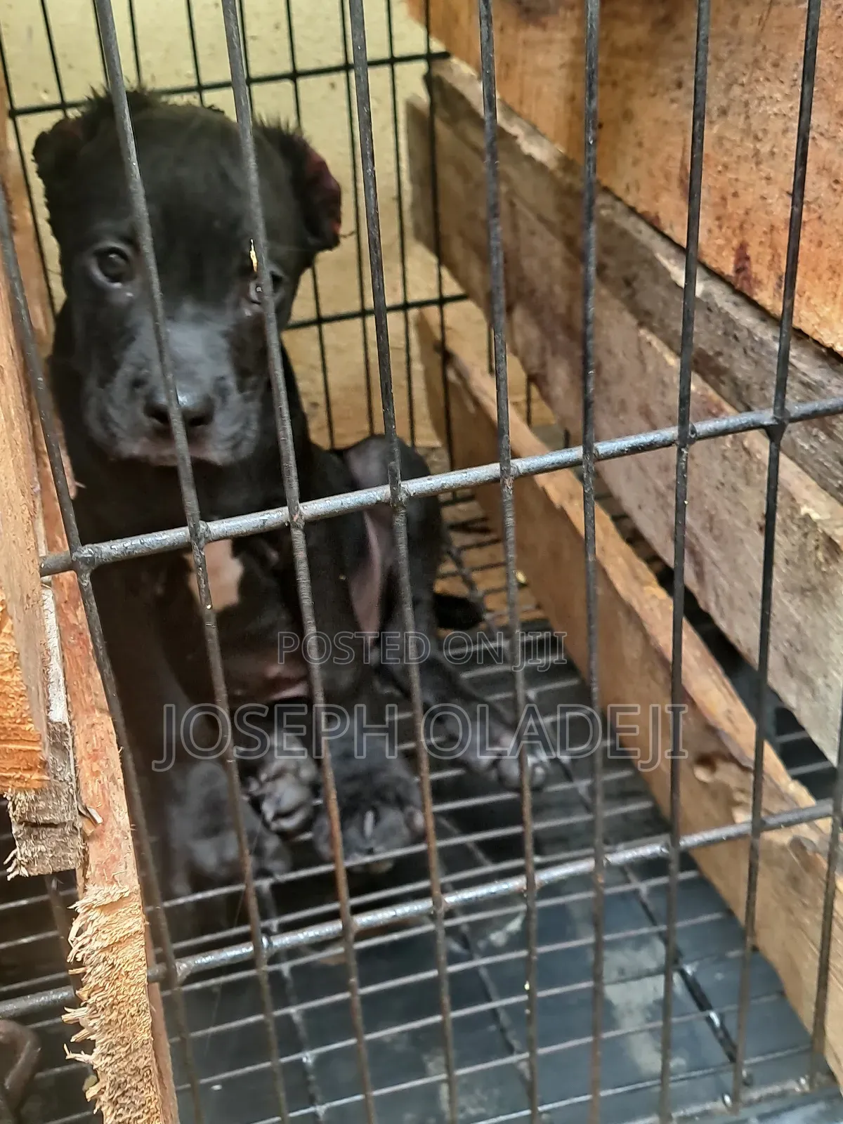 3-6 months Male Purebred Cane Corso