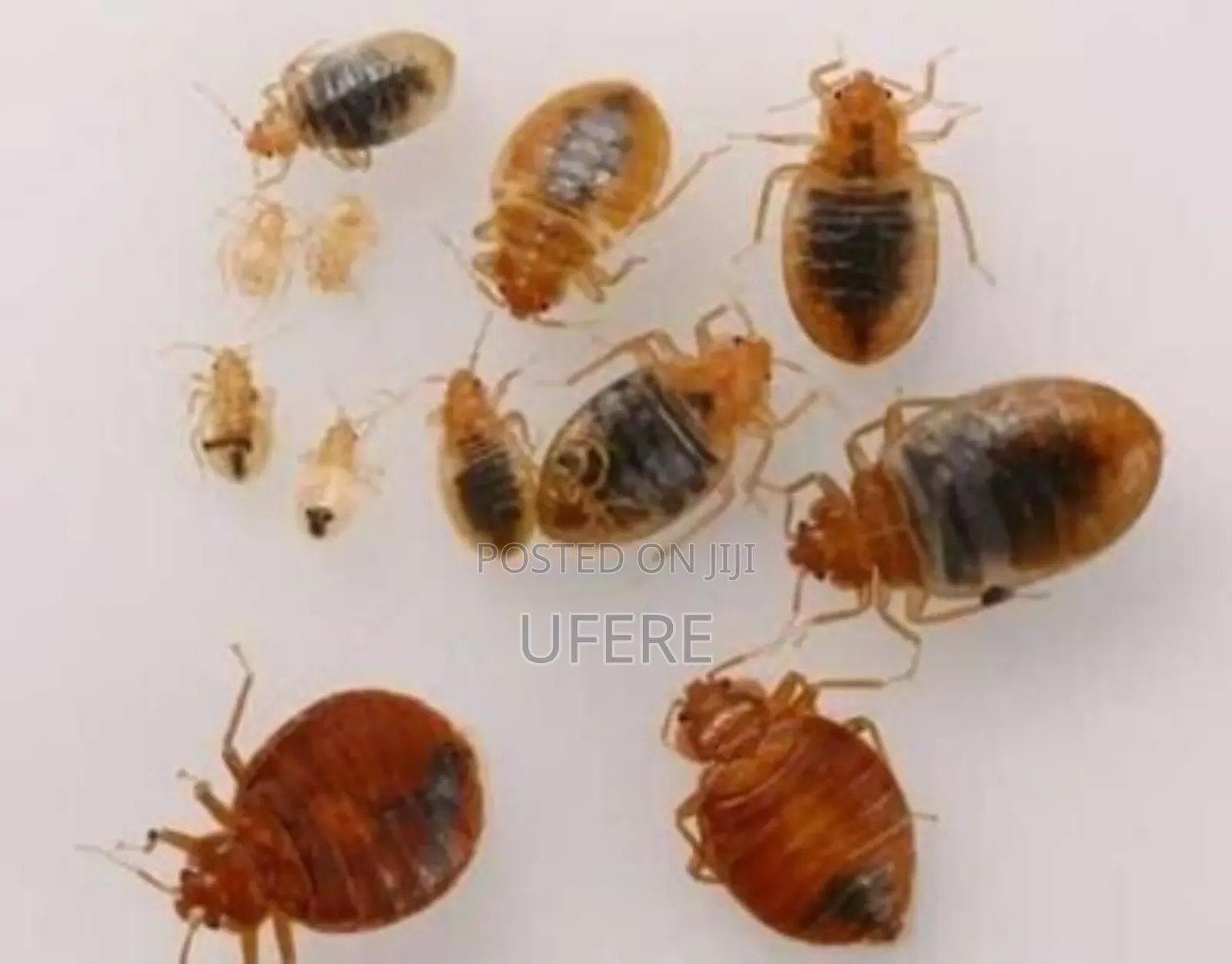 Bedbugs Fumigation Expert