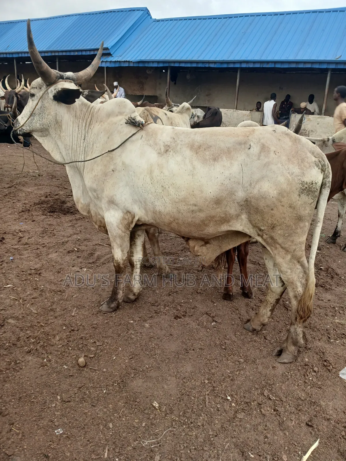 Very Big Cows