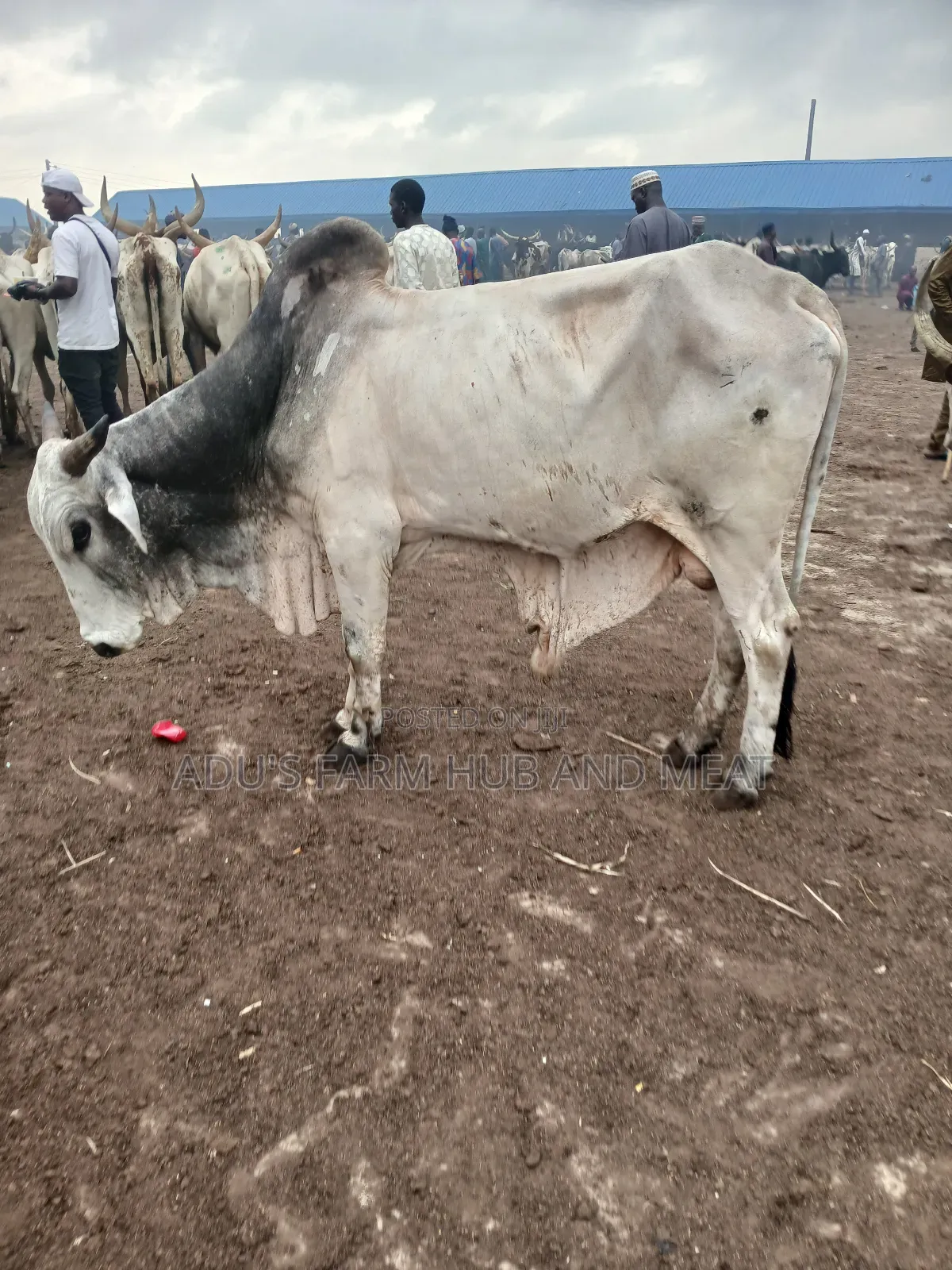Very Big Cows