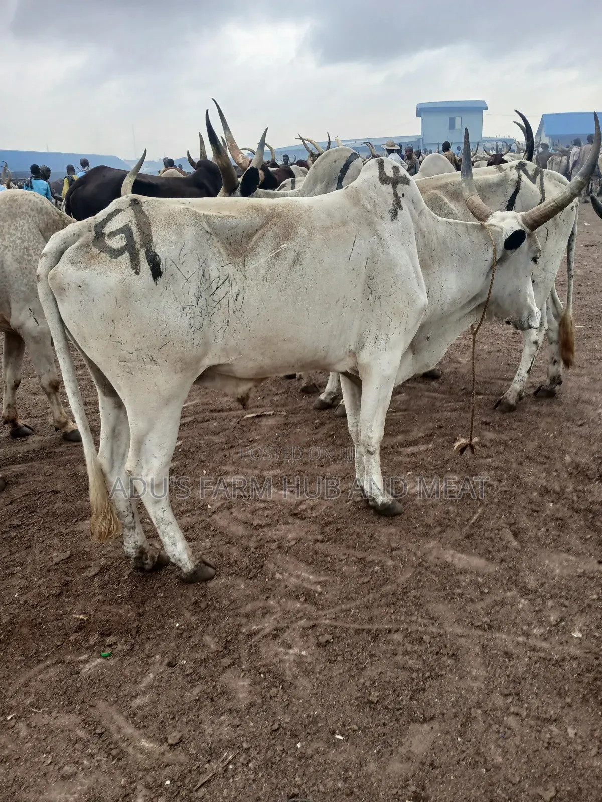 Very Big Cows
