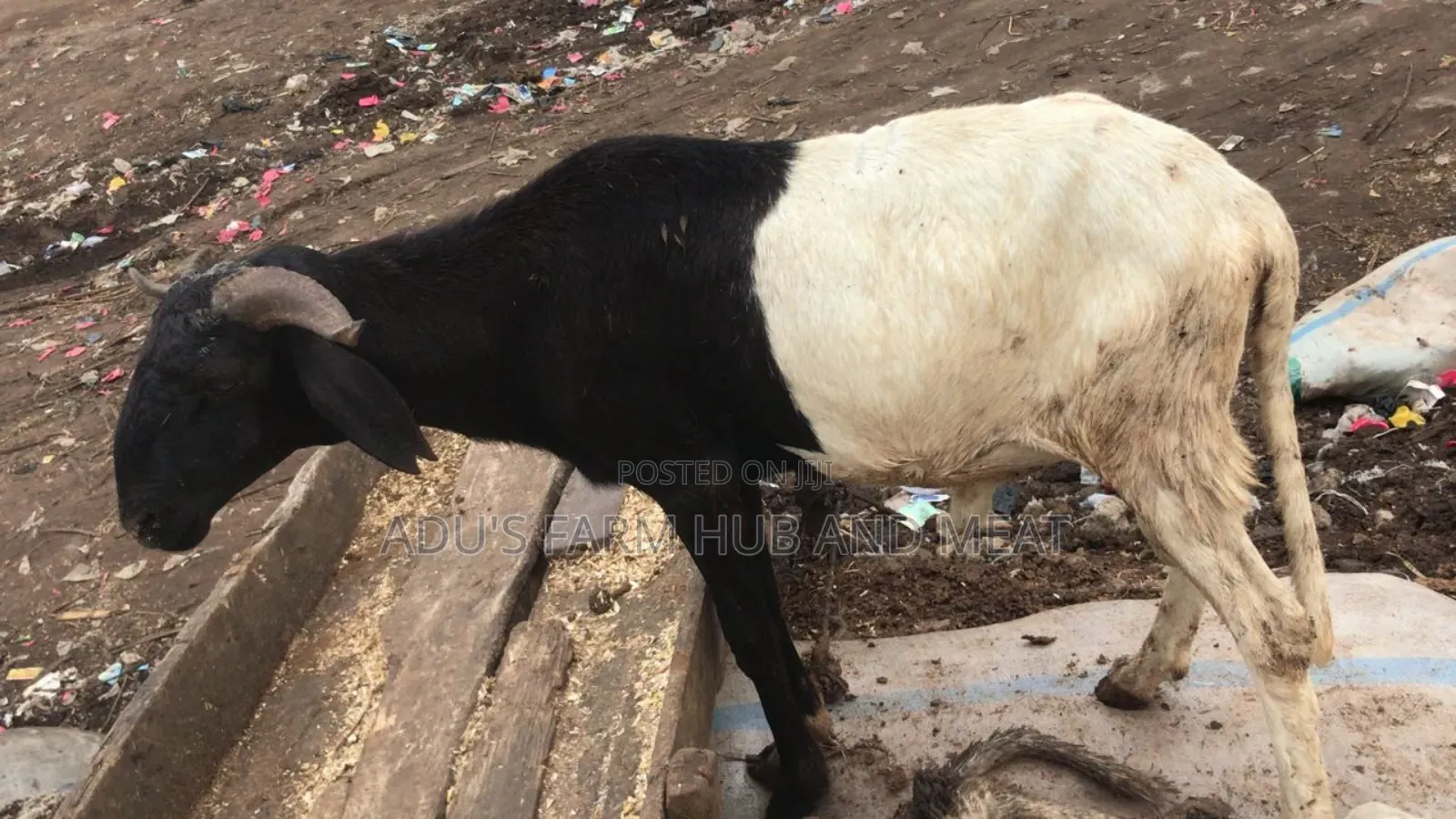 Healthy Big Ram