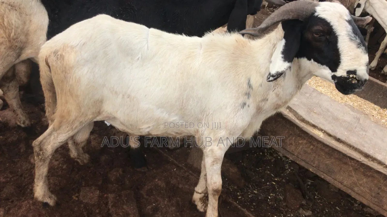 Healthy Big Ram