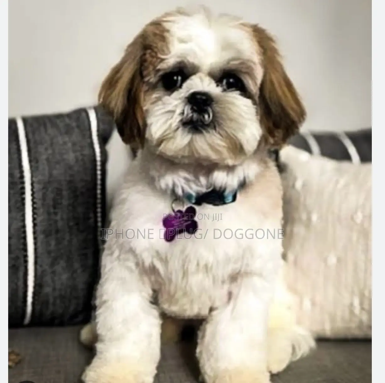 1-3 months Male Purebred Shih Tzu