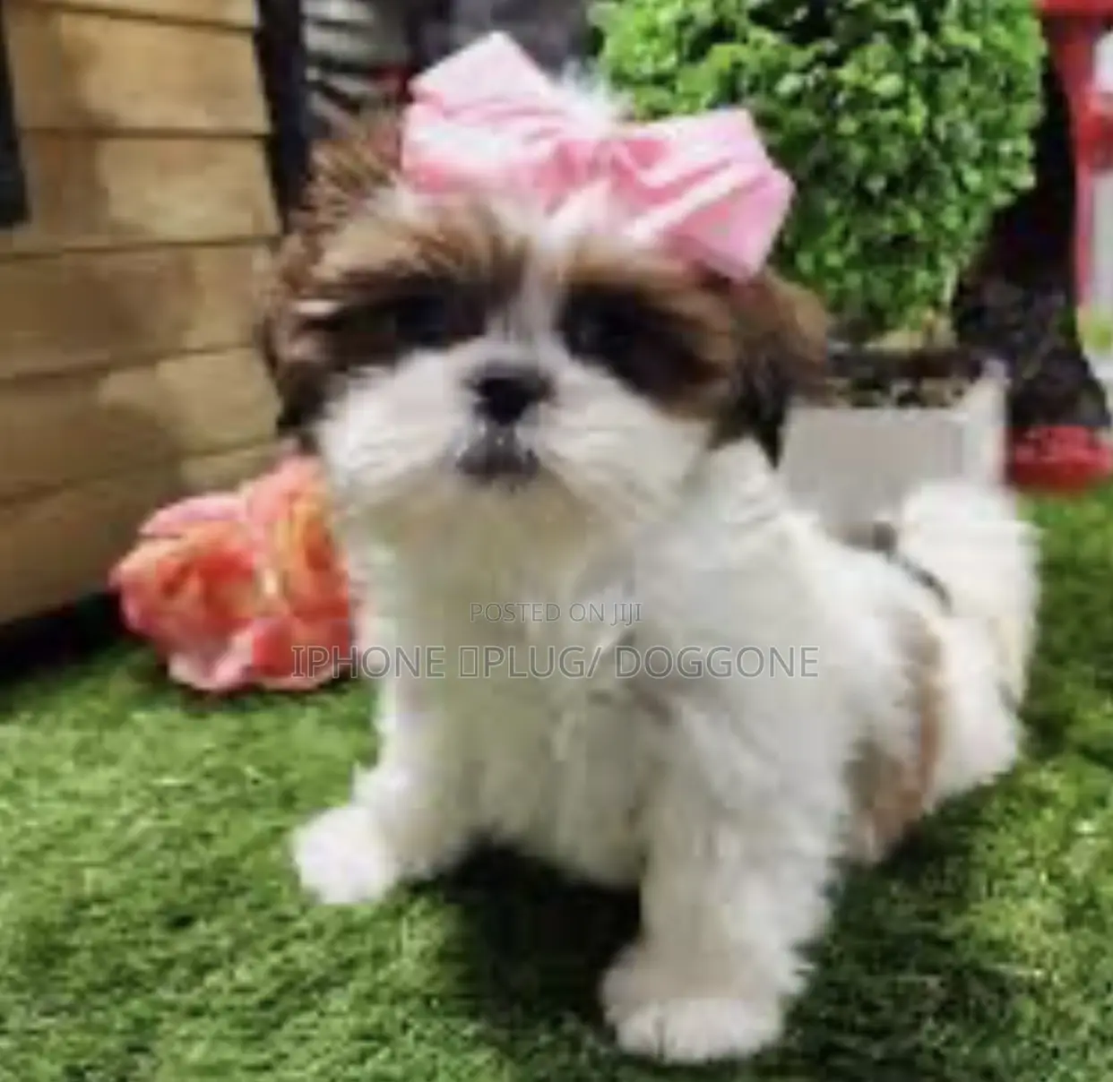 1-3 months Male Purebred Shih Tzu