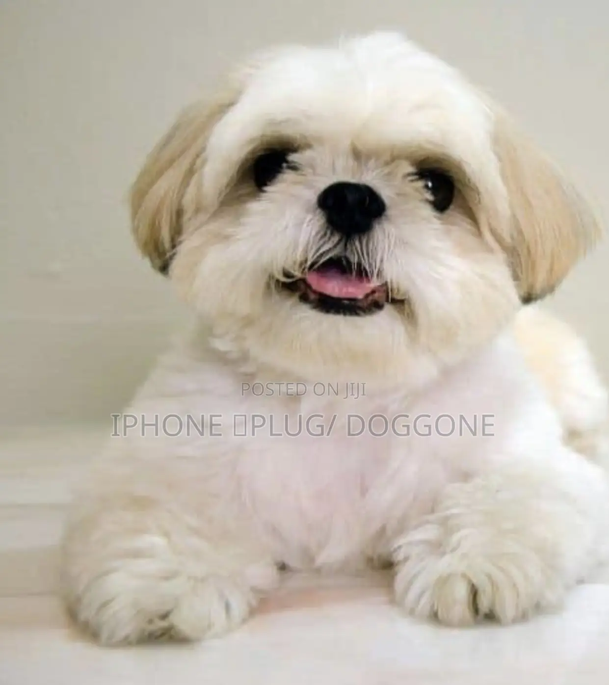 1-3 months Male Purebred Shih Tzu