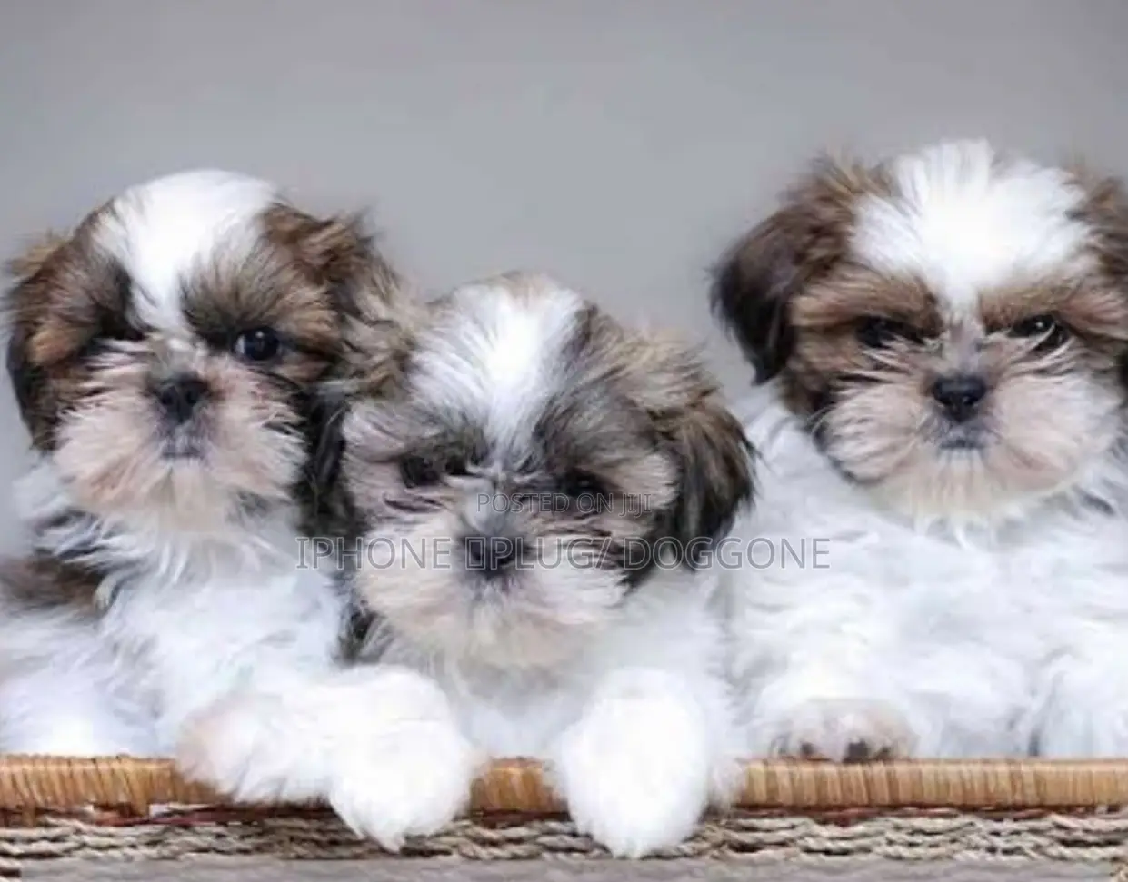 1-3 months Male Purebred Shih Tzu