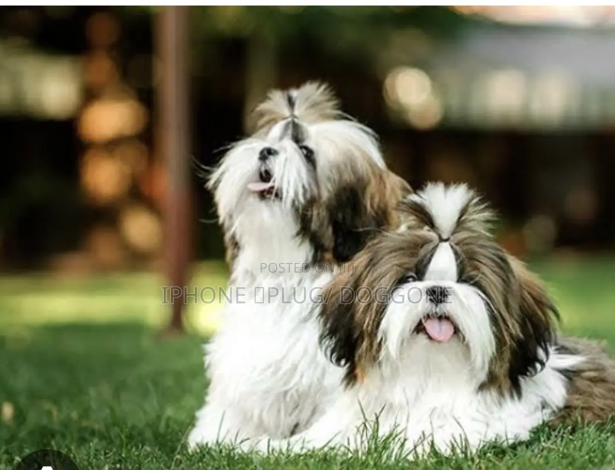 1-3 months Female Purebred Shih Tzu