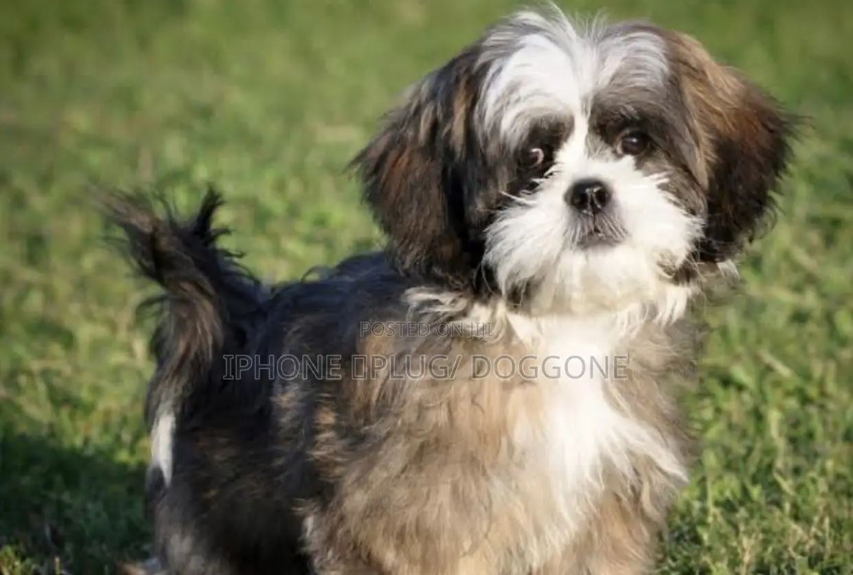 1-3 months Female Purebred Shih Tzu