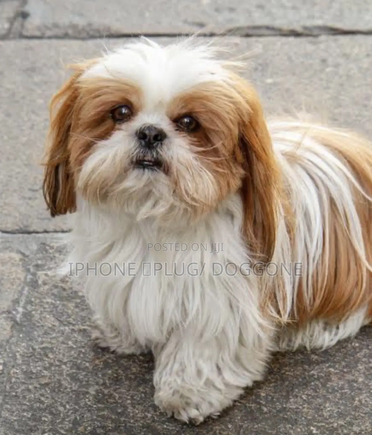 1-3 months Female Purebred Shih Tzu